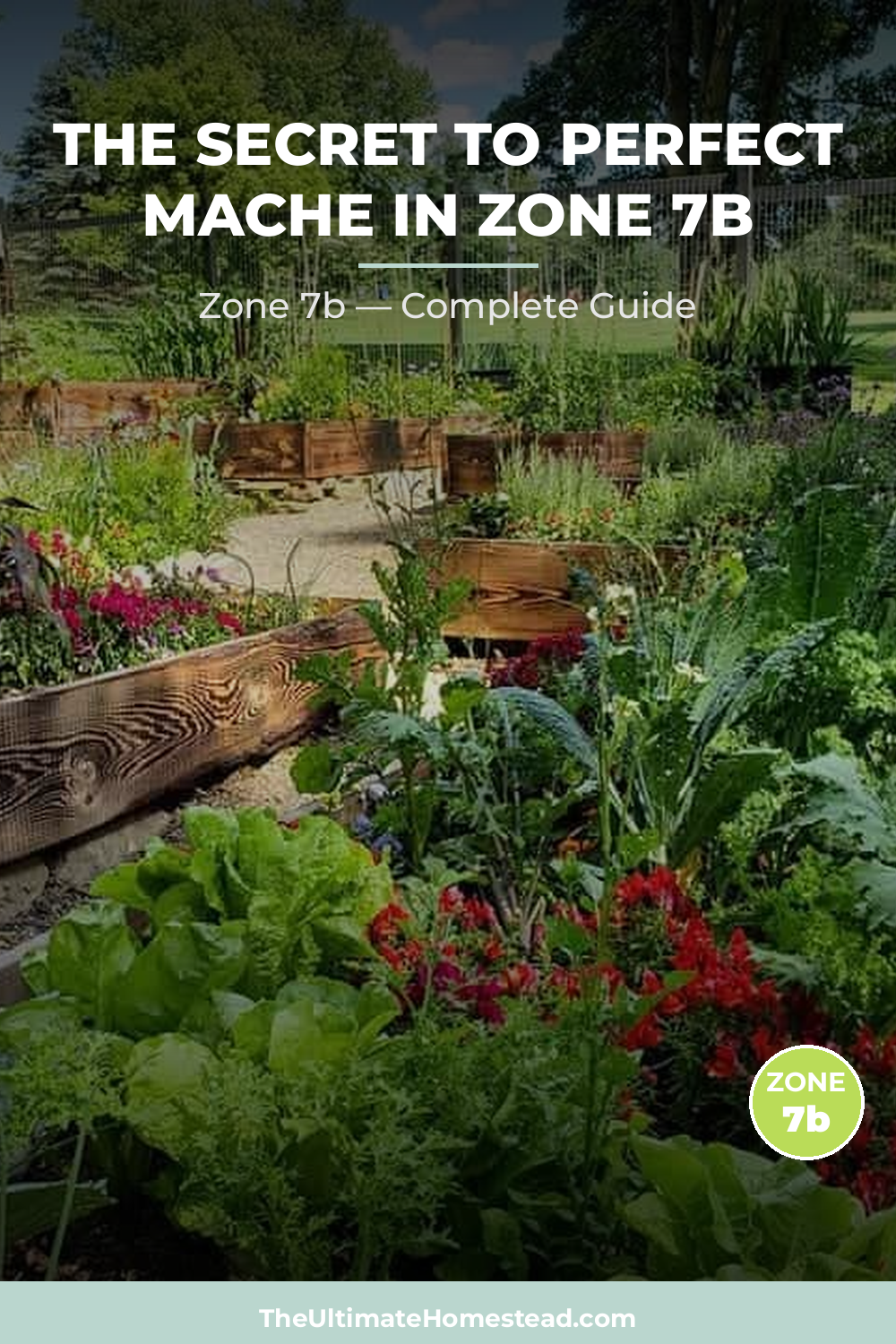 When to Plant Mache in Zone 7b