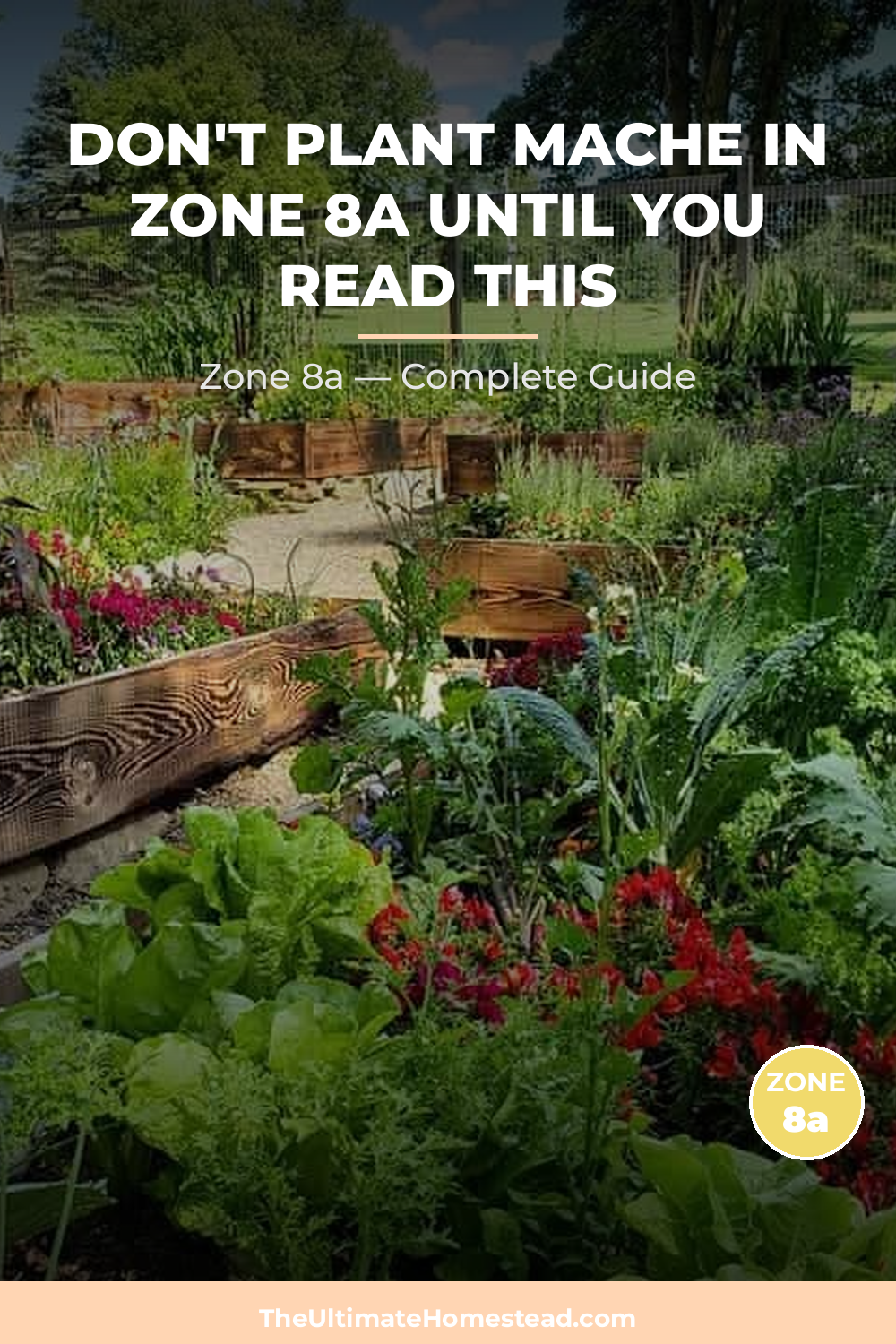 When to Plant Mache in Zone 8a