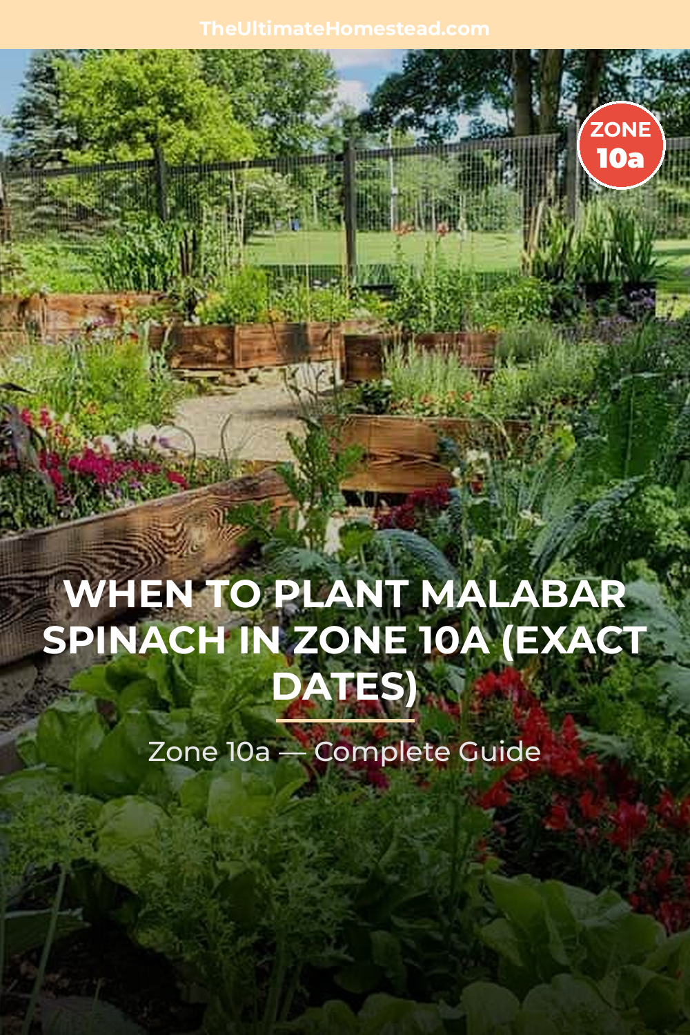 When to Plant Malabar Spinach in Zone 10a