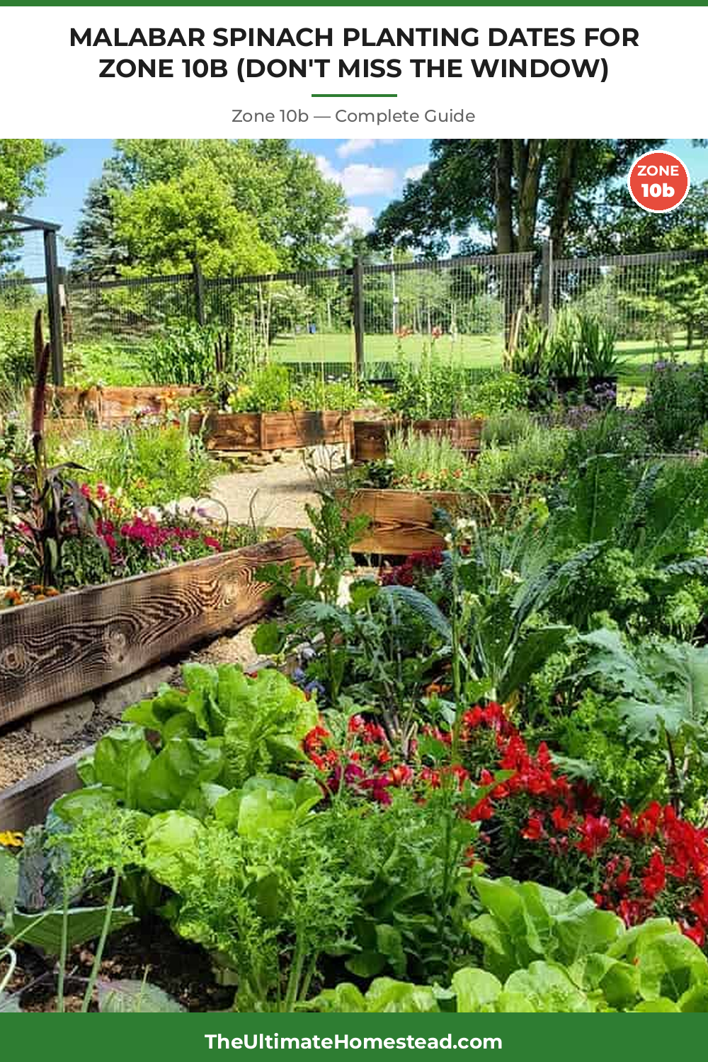 When to Plant Malabar Spinach in Zone 10b