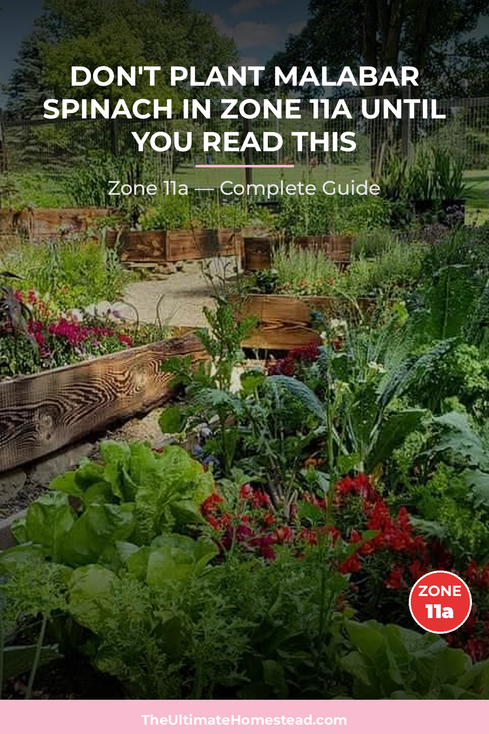 When to Plant Malabar Spinach in Zone 11a