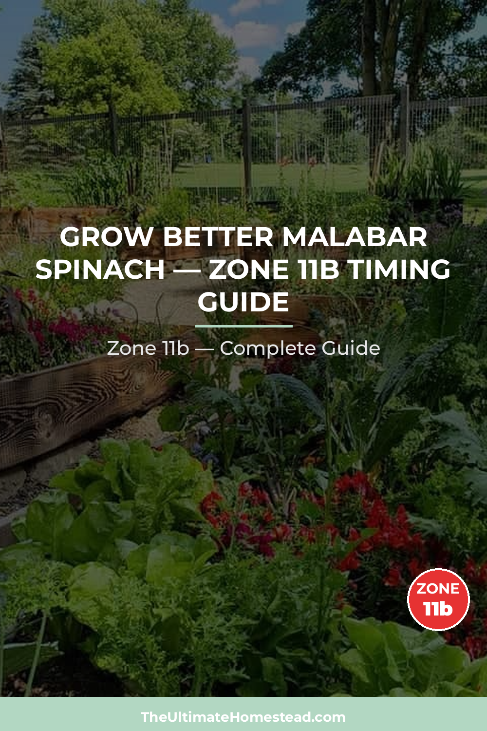 When to Plant Malabar Spinach in Zone 11b
