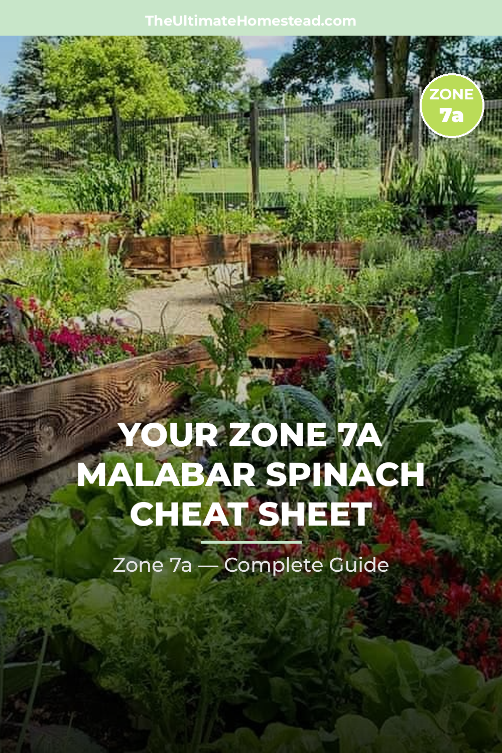 When to Plant Malabar Spinach in Zone 7a