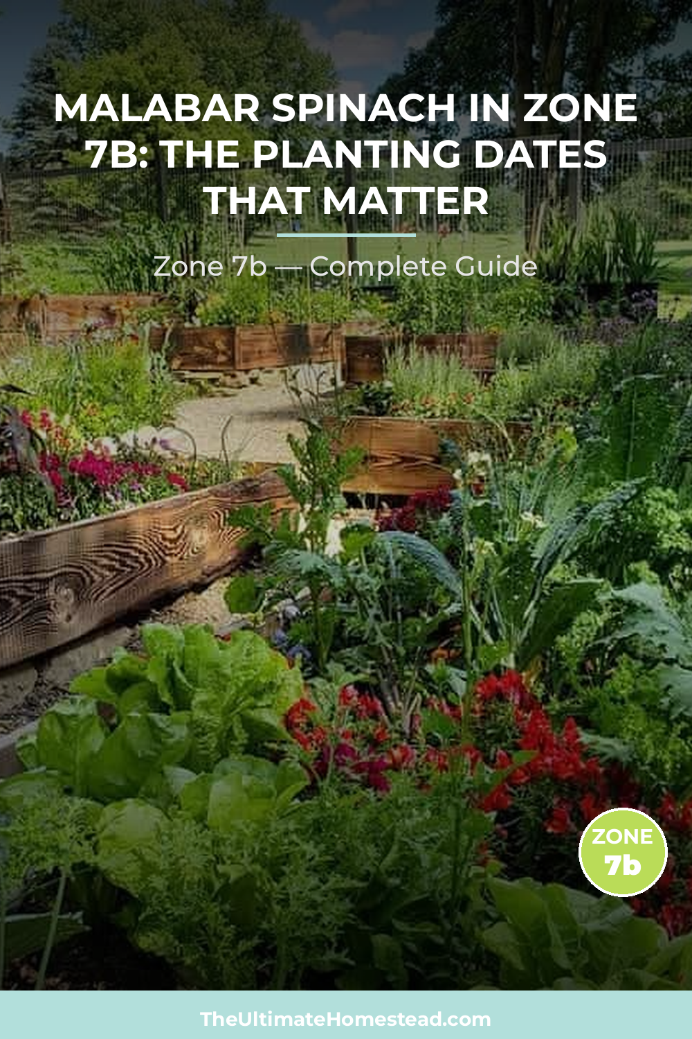 When to Plant Malabar Spinach in Zone 7b