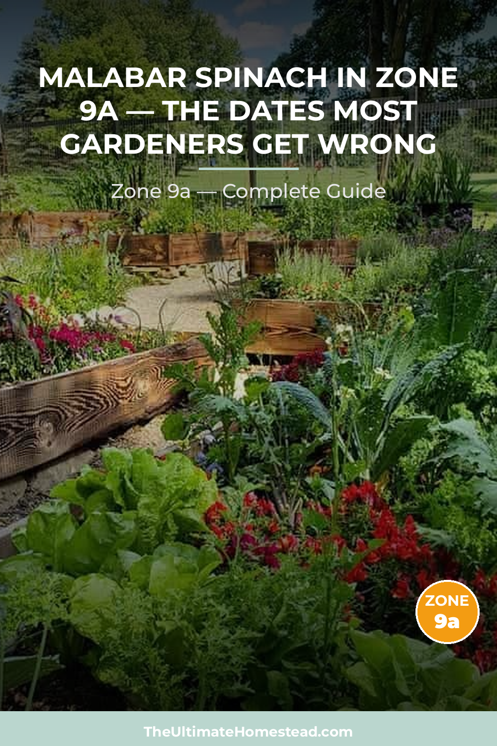 When to Plant Malabar Spinach in Zone 9a