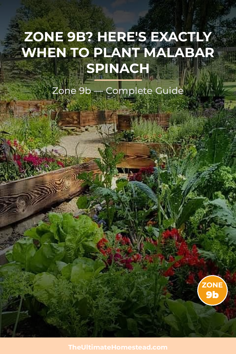 When to Plant Malabar Spinach in Zone 9b