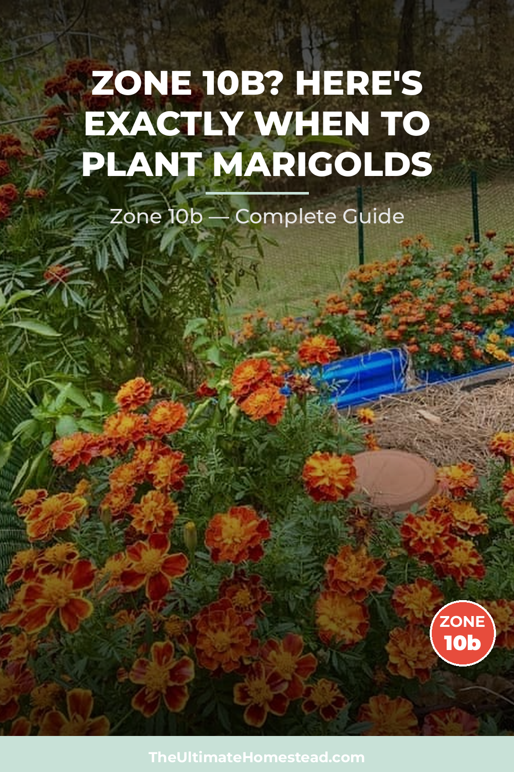 When to Plant Marigolds in Zone 10b
