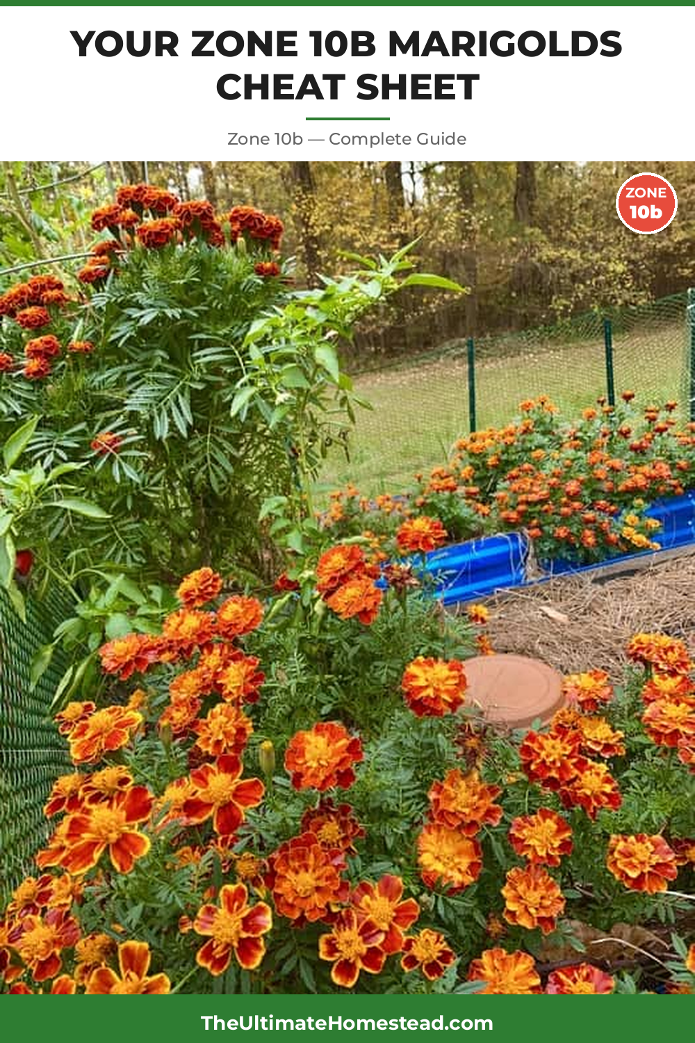 When to Plant Marigolds in Zone 10b
