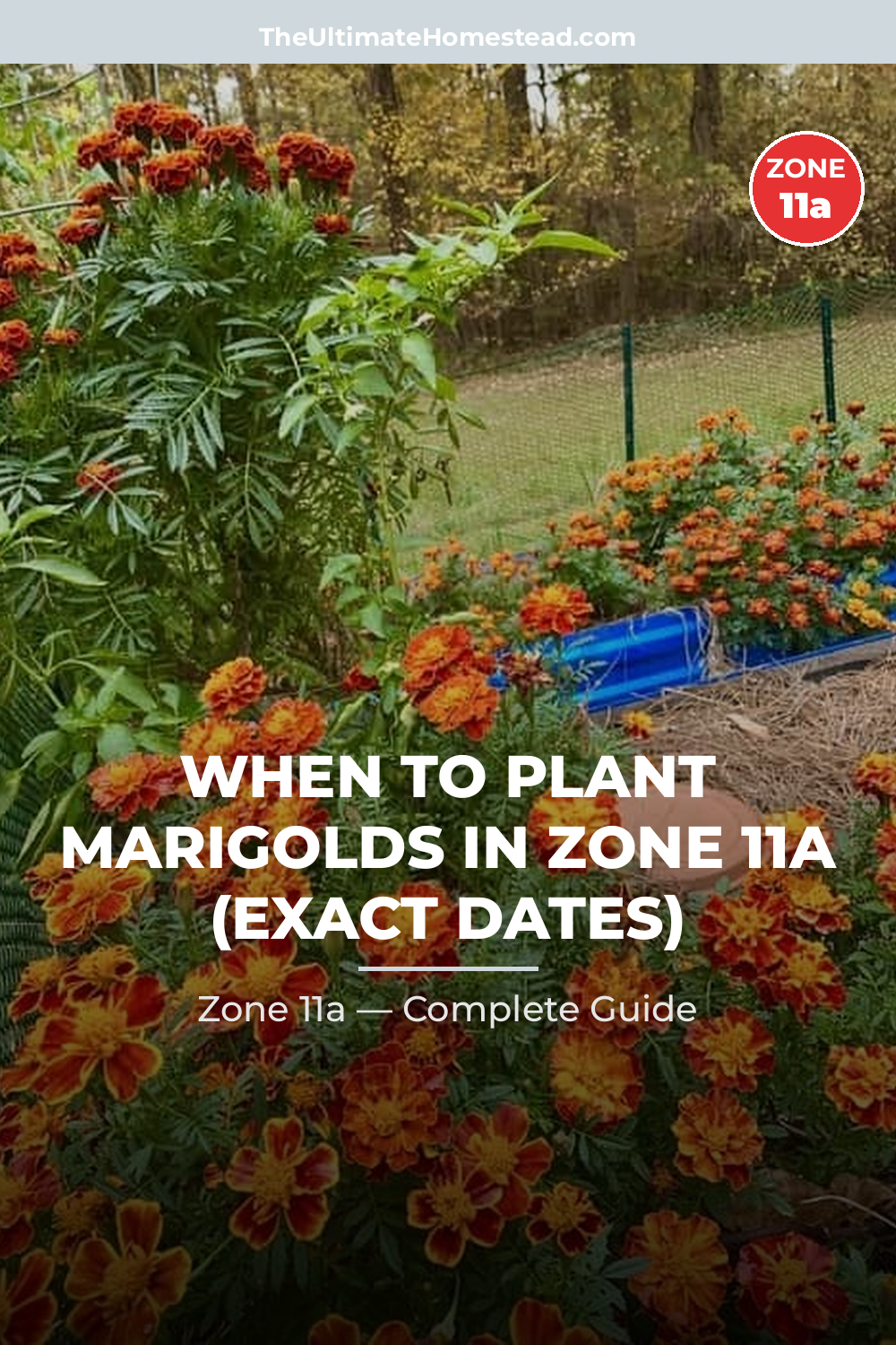 When to Plant Marigolds in Zone 11a