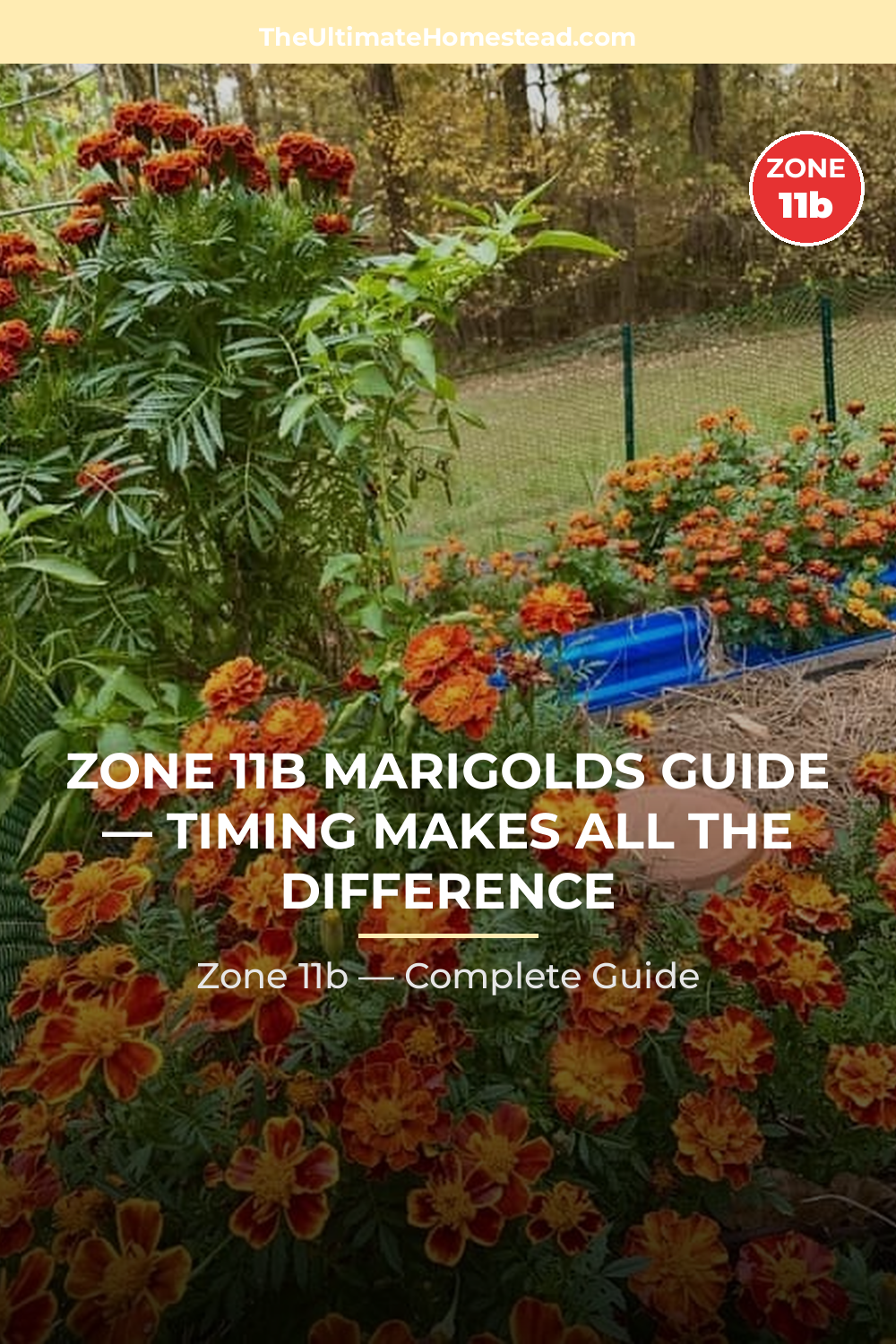 When to Plant Marigolds in Zone 11b