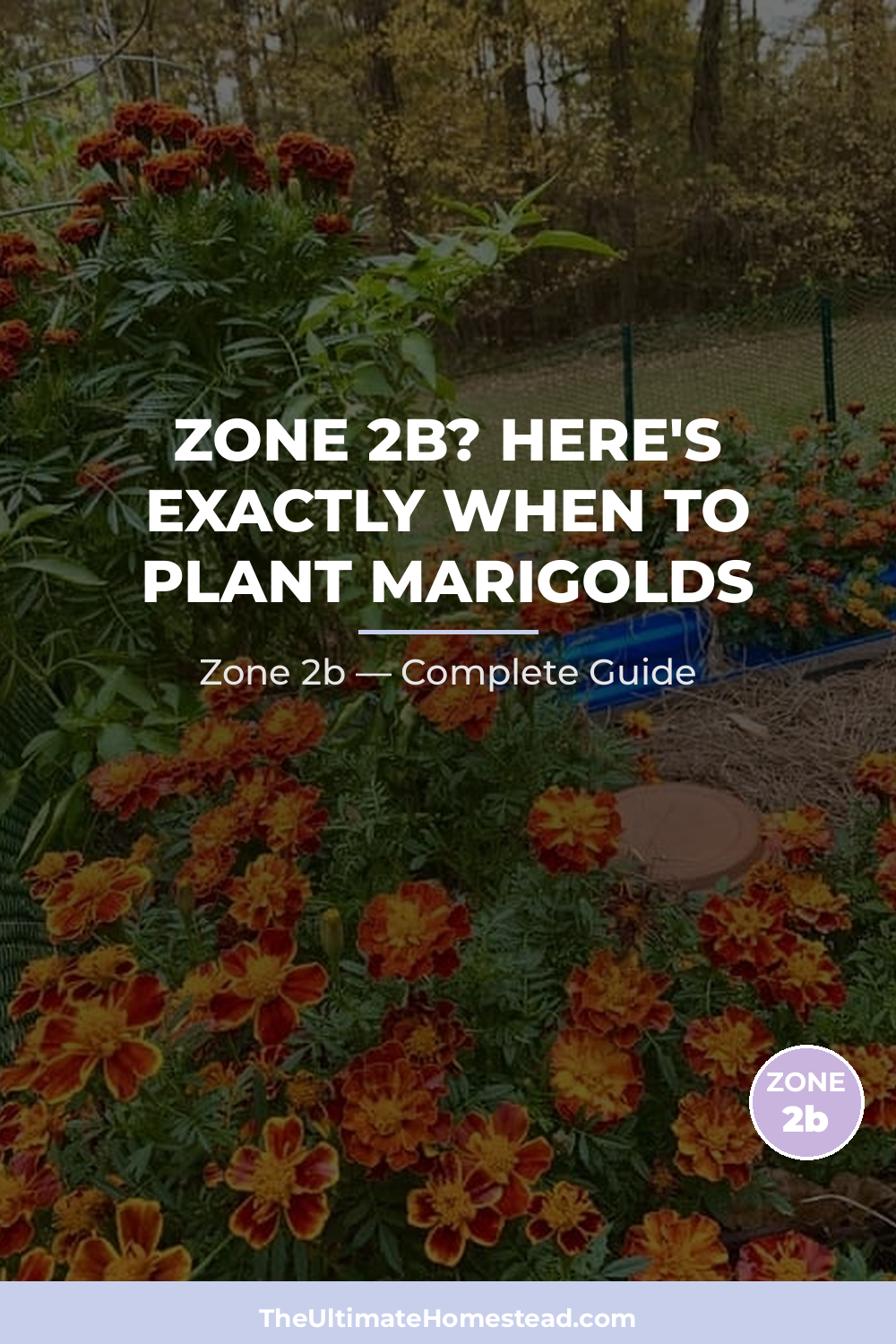 When to Plant Marigolds in Zone 2b