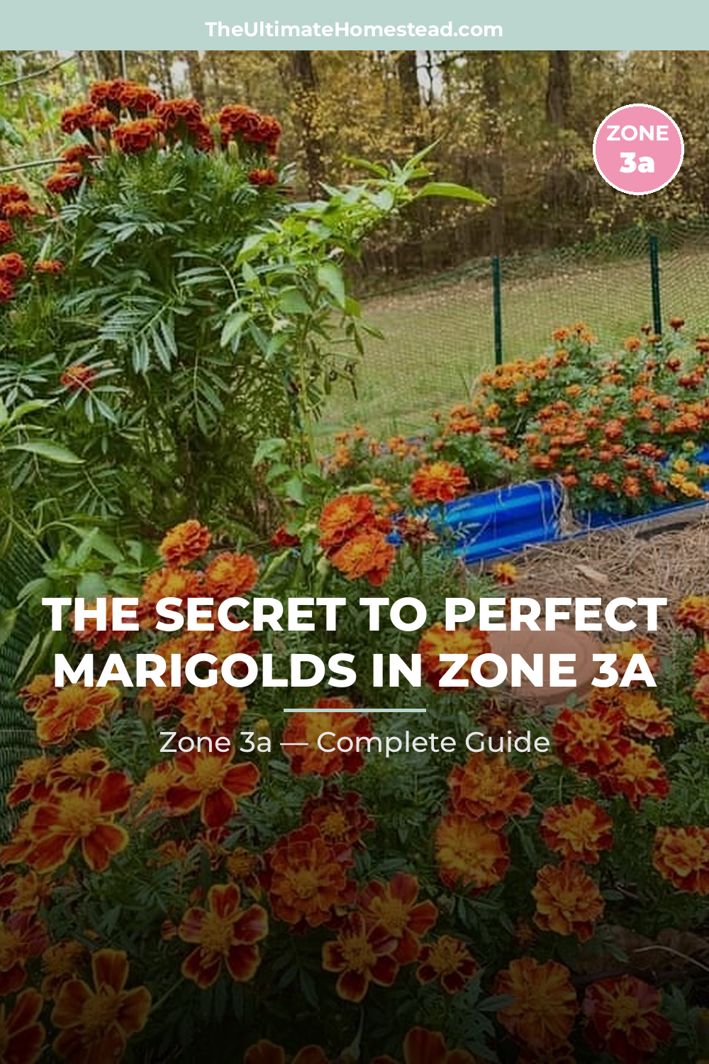 When to Plant Marigolds in Zone 3a