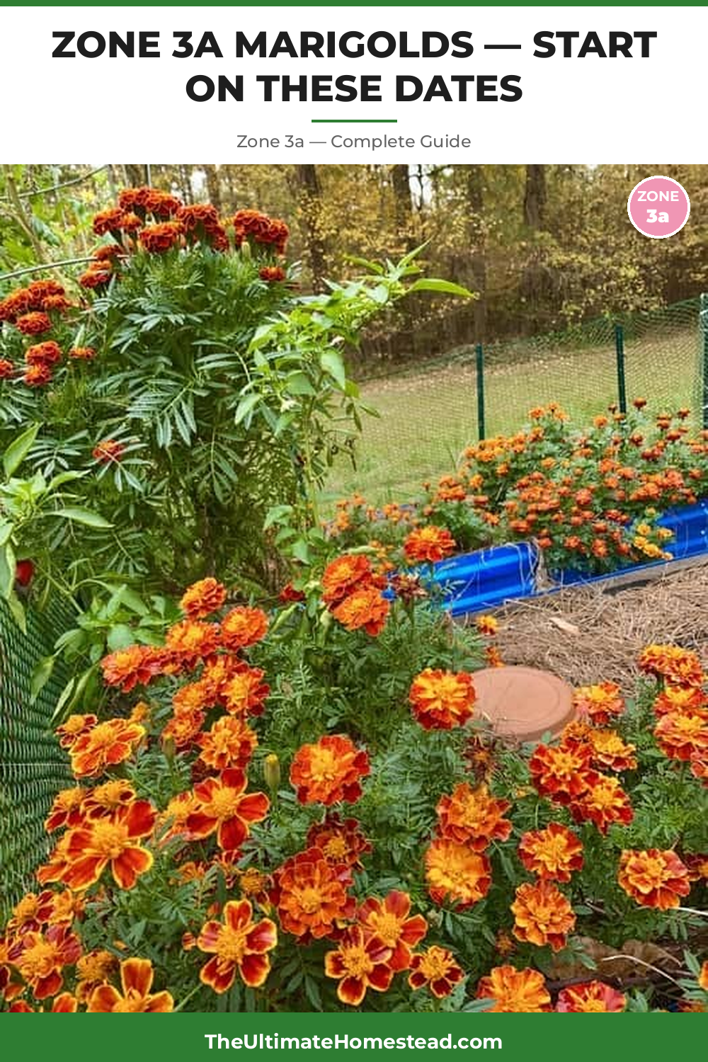 When to Plant Marigolds in Zone 3a