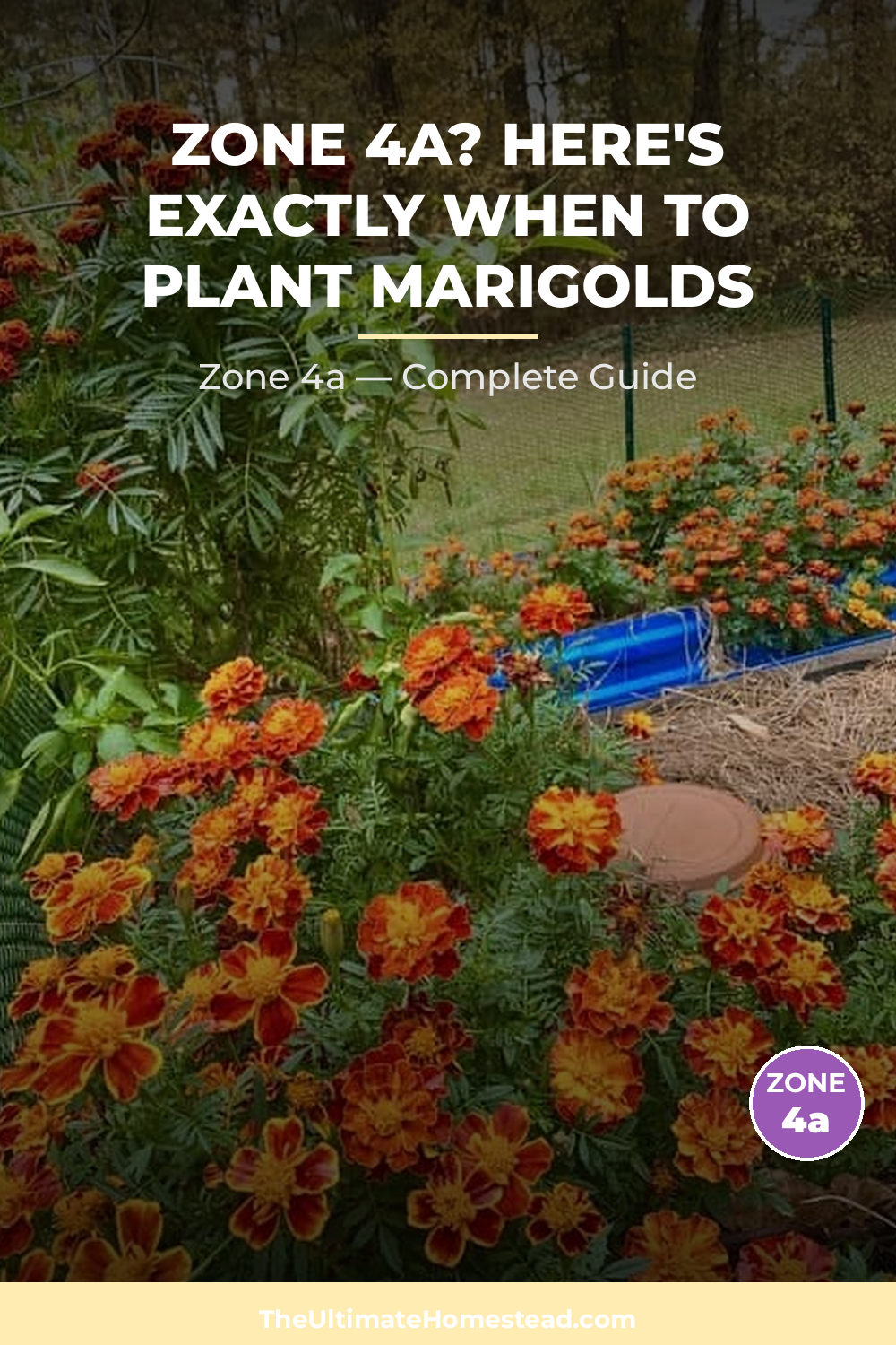When to Plant Marigolds in Zone 4a