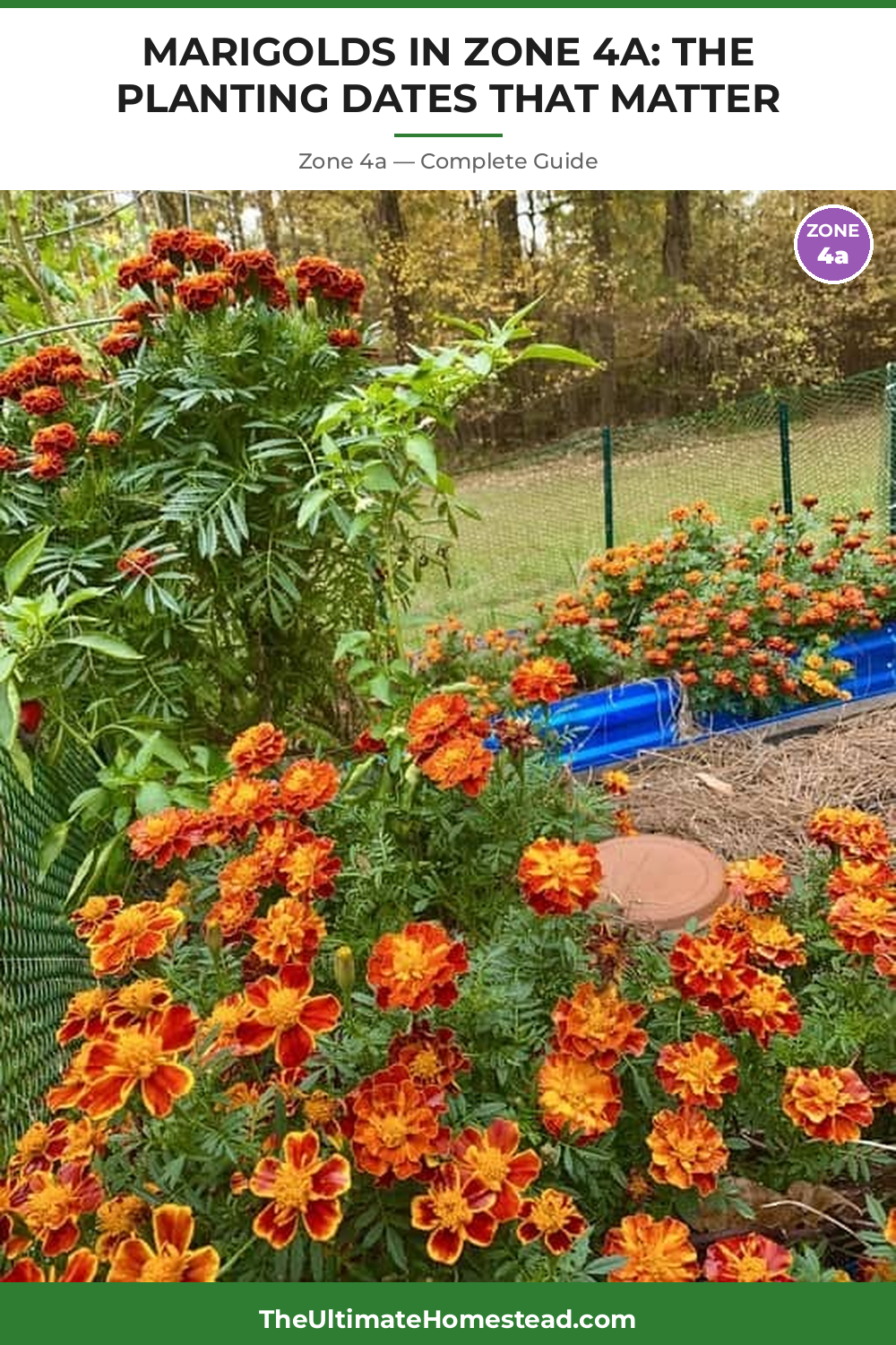 When to Plant Marigolds in Zone 4a