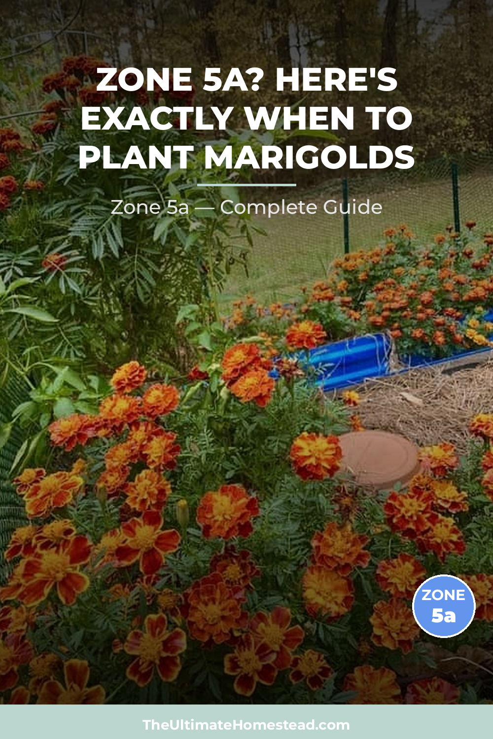 When to Plant Marigolds in Zone 5a