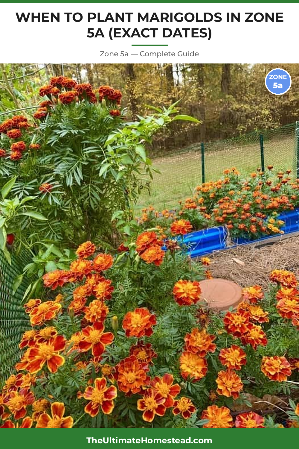When to Plant Marigolds in Zone 5a