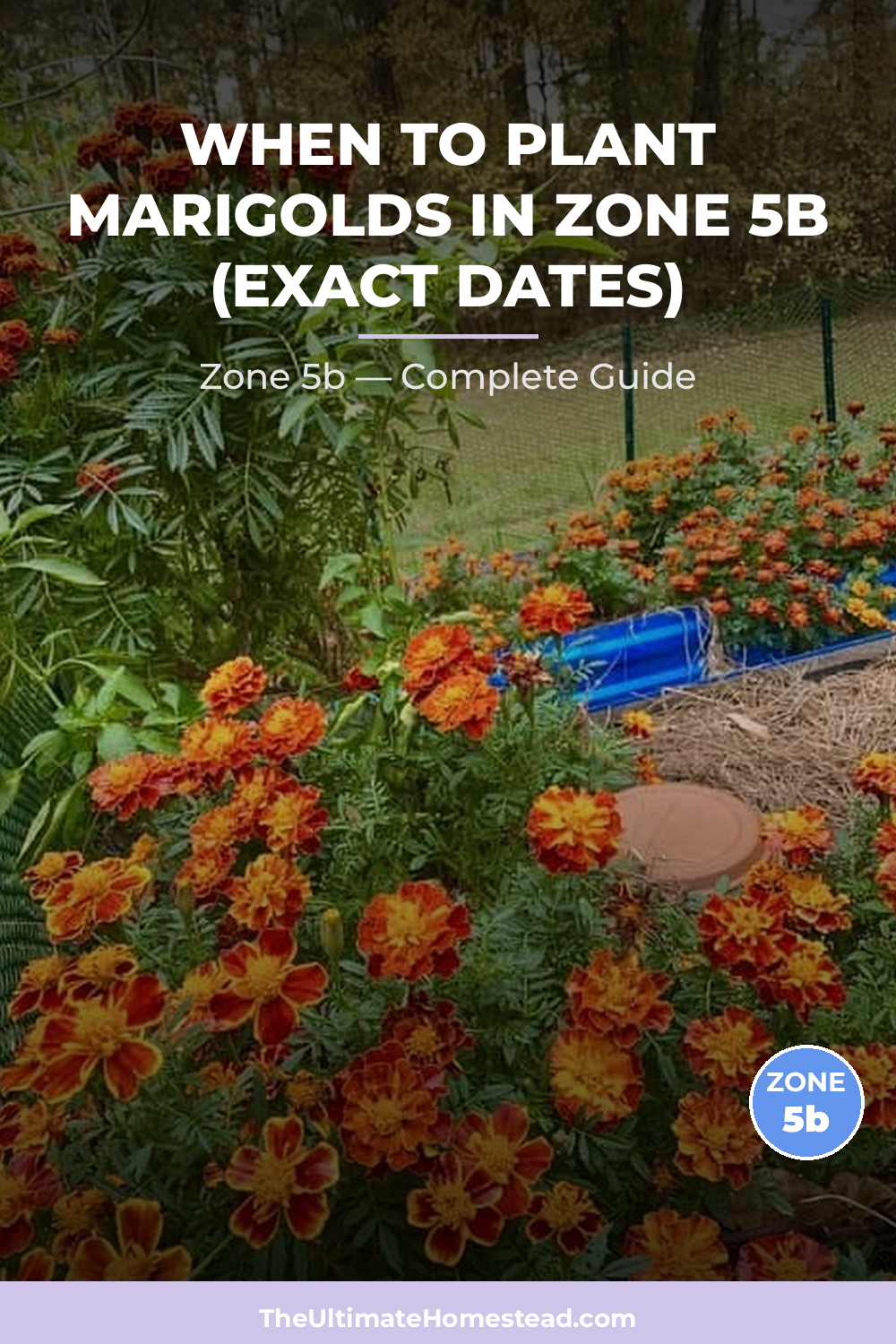 When to Plant Marigolds in Zone 5b