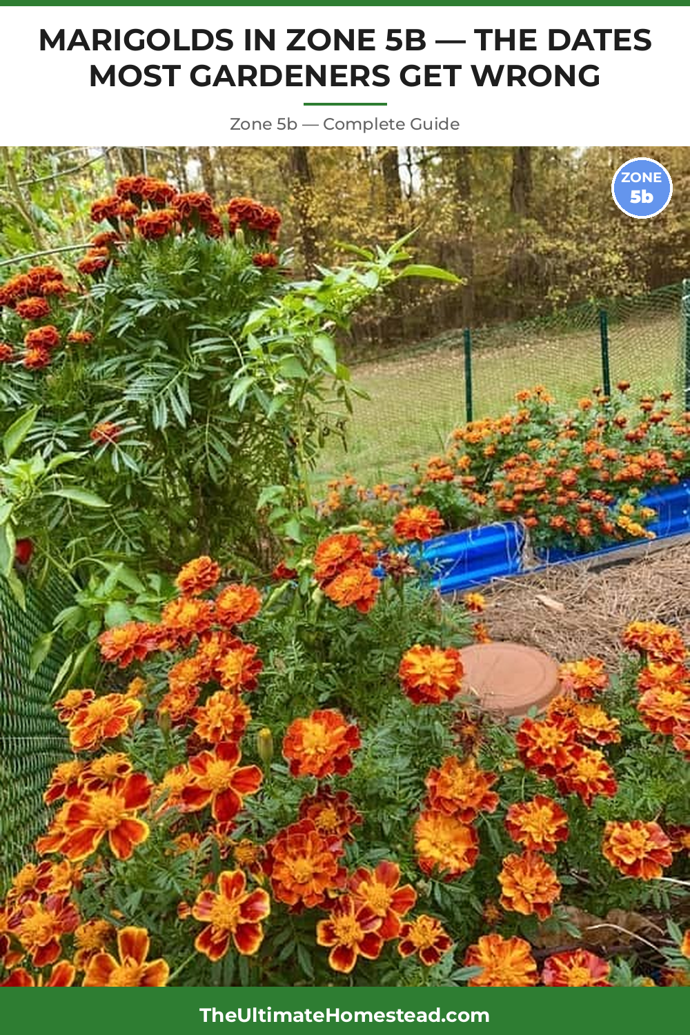 When to Plant Marigolds in Zone 5b
