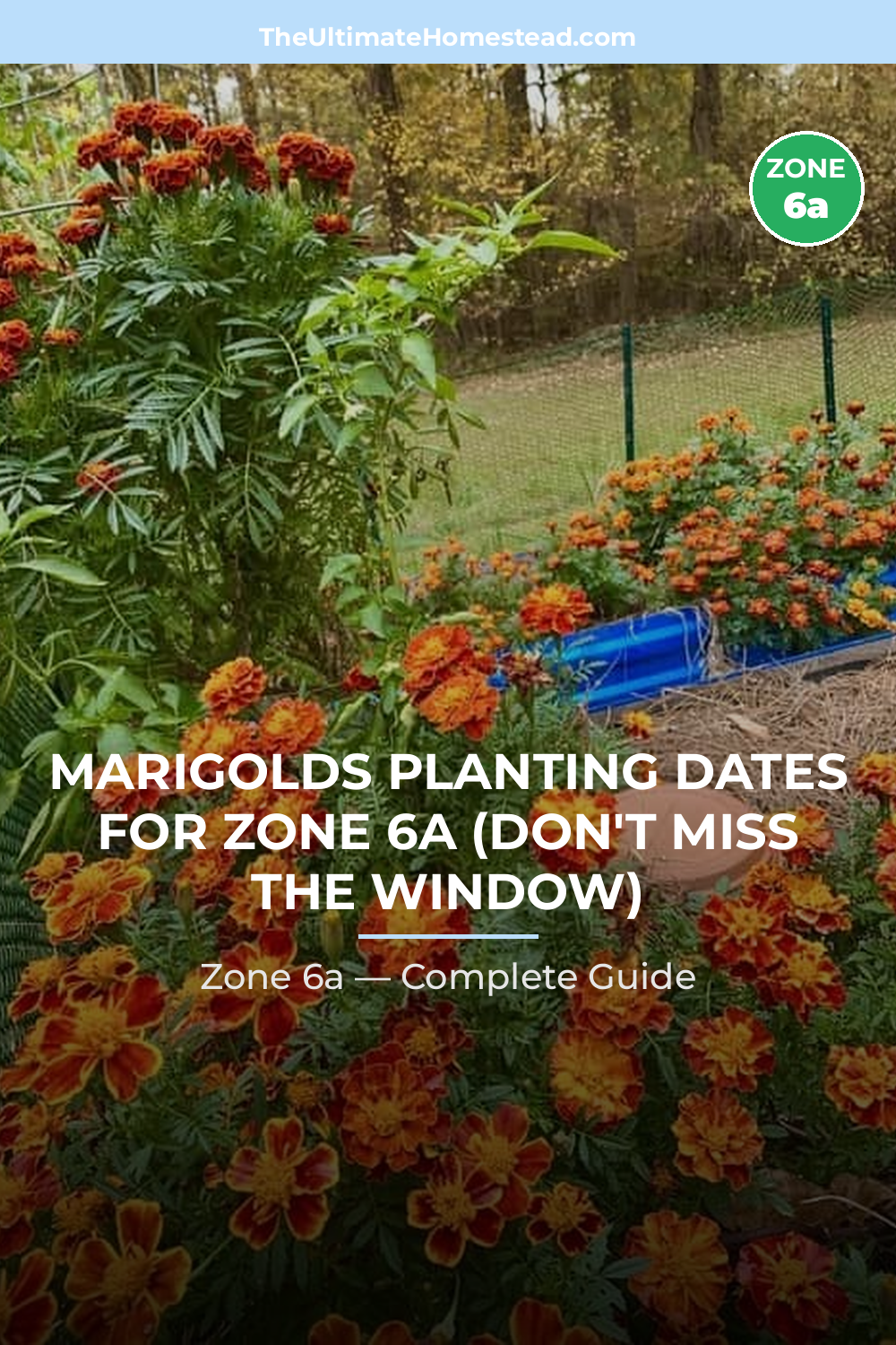 When to Plant Marigolds in Zone 6a