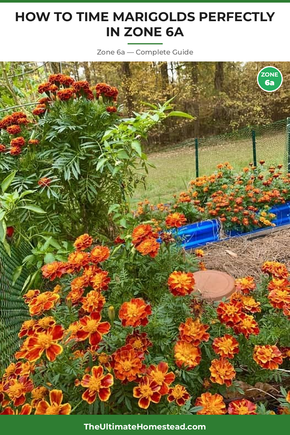 When to Plant Marigolds in Zone 6a
