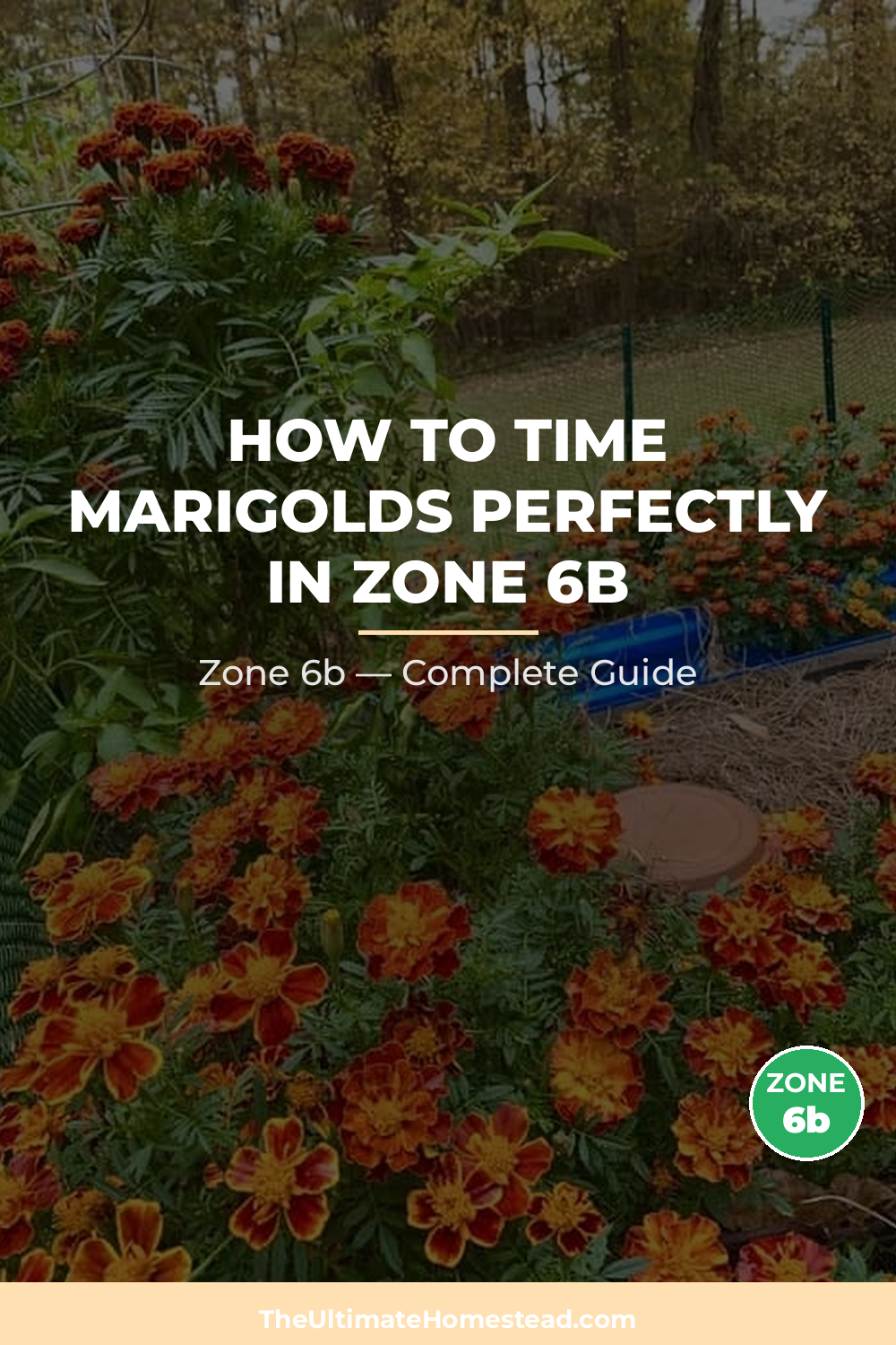 When to Plant Marigolds in Zone 6b
