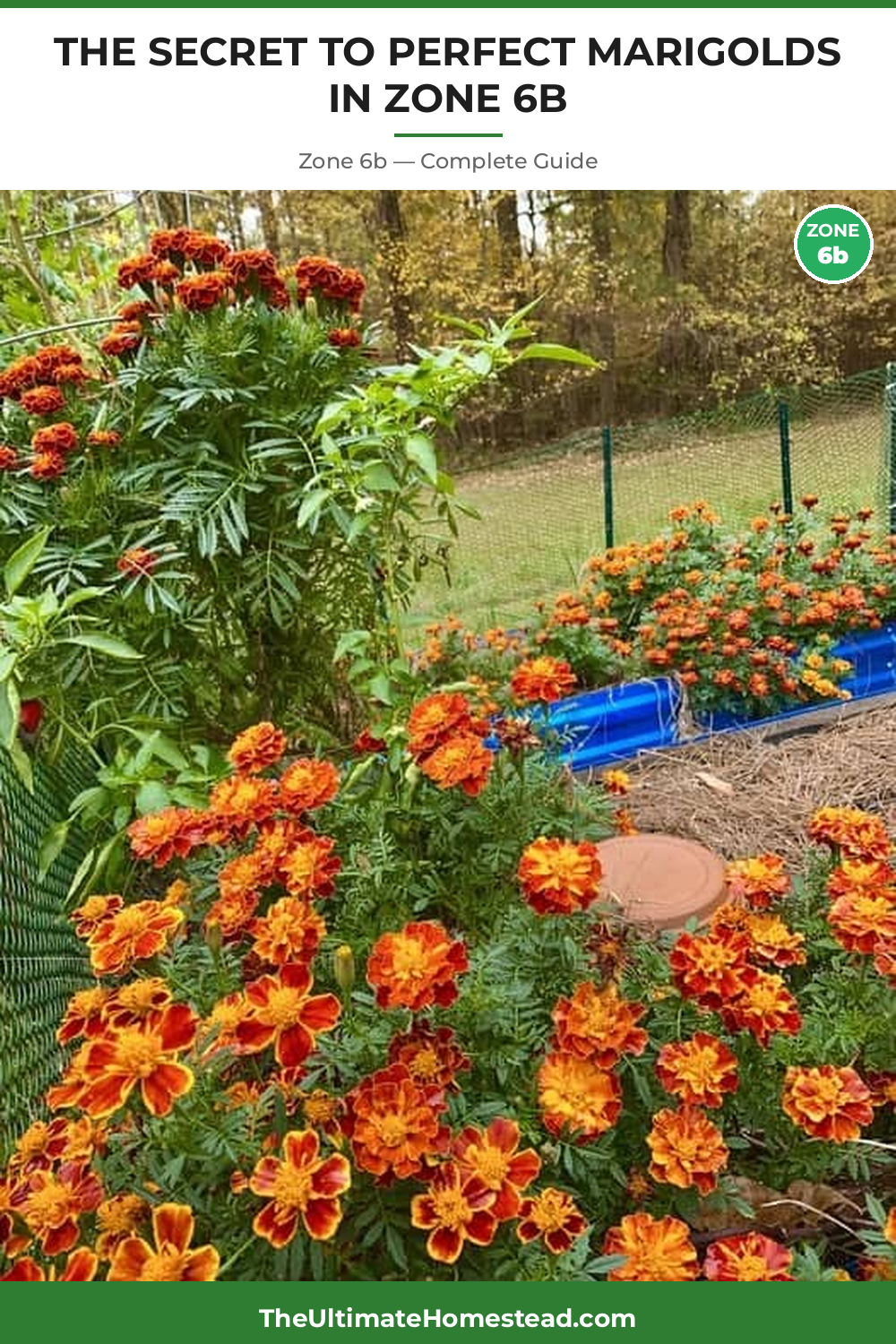 When to Plant Marigolds in Zone 6b