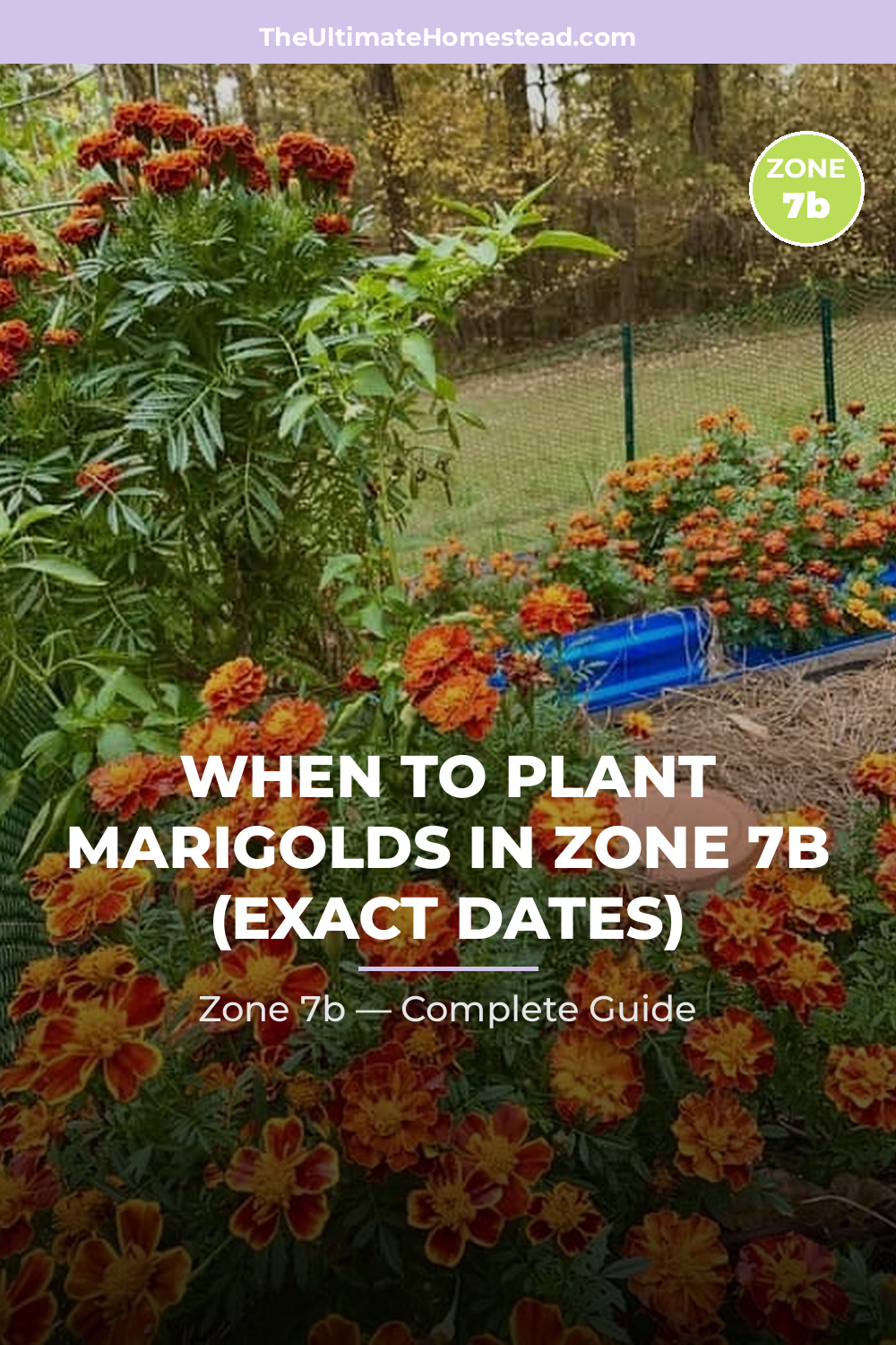 When to Plant Marigolds in Zone 7b