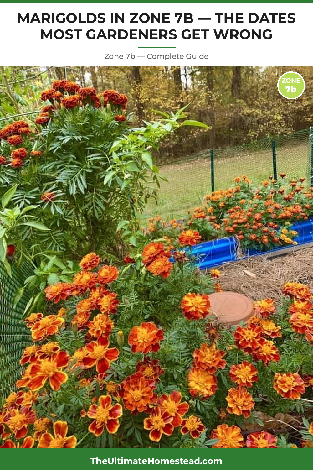 When to Plant Marigolds in Zone 7b