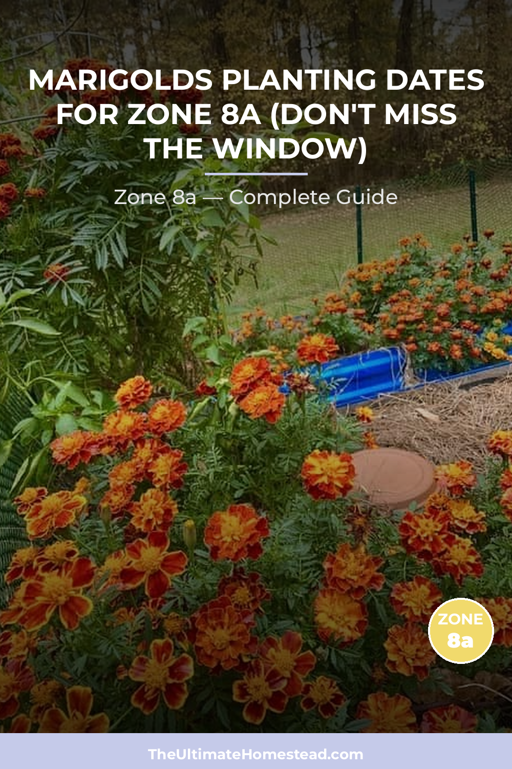 When to Plant Marigolds in Zone 8a