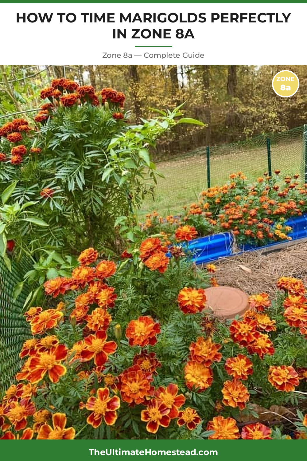 When to Plant Marigolds in Zone 8a