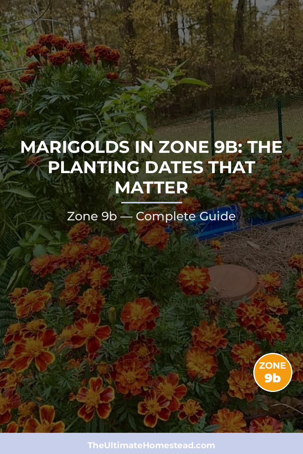 When to Plant Marigolds in Zone 9b