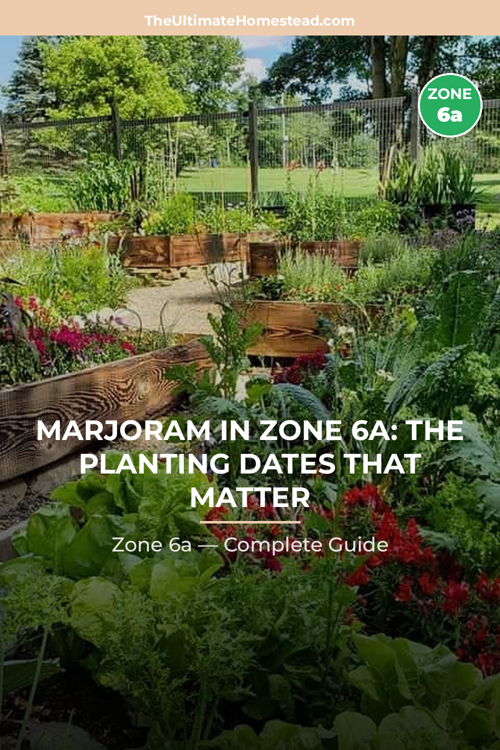 When to Plant Marjoram in Zone 6a