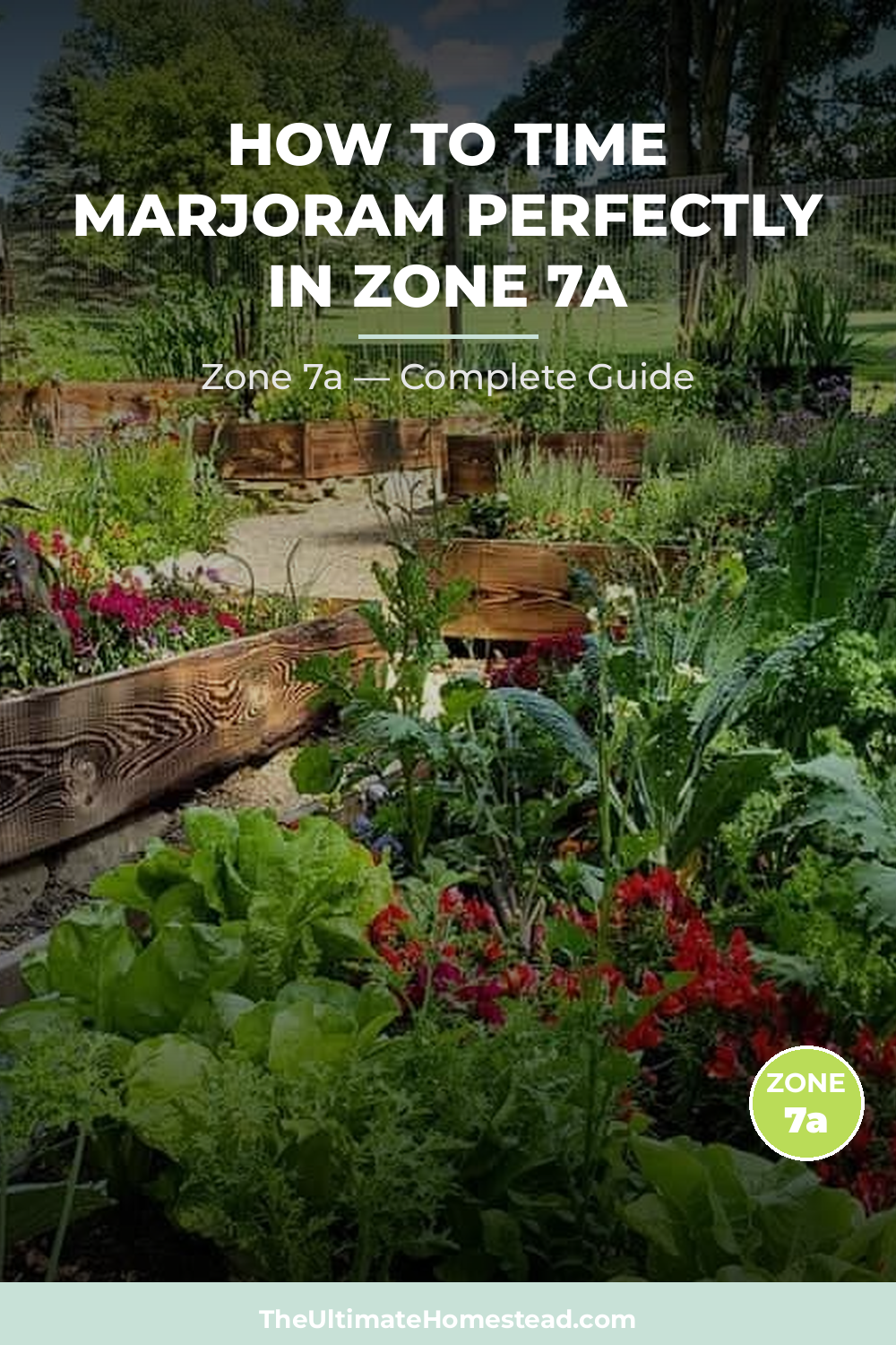 When to Plant Marjoram in Zone 7a