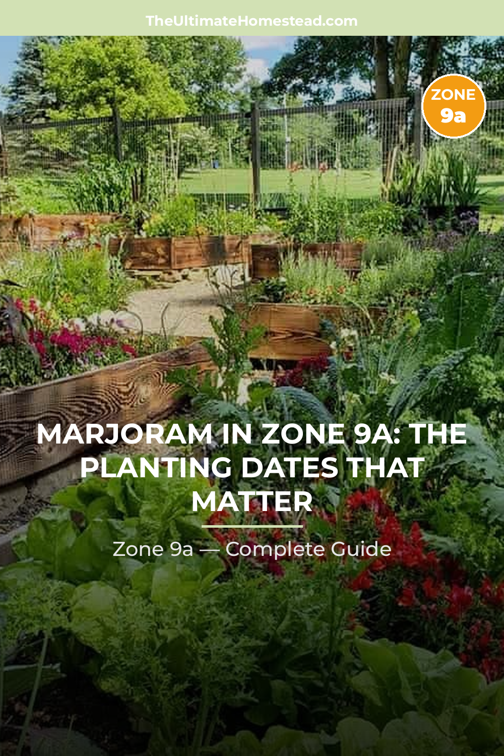 When to Plant Marjoram in Zone 9a