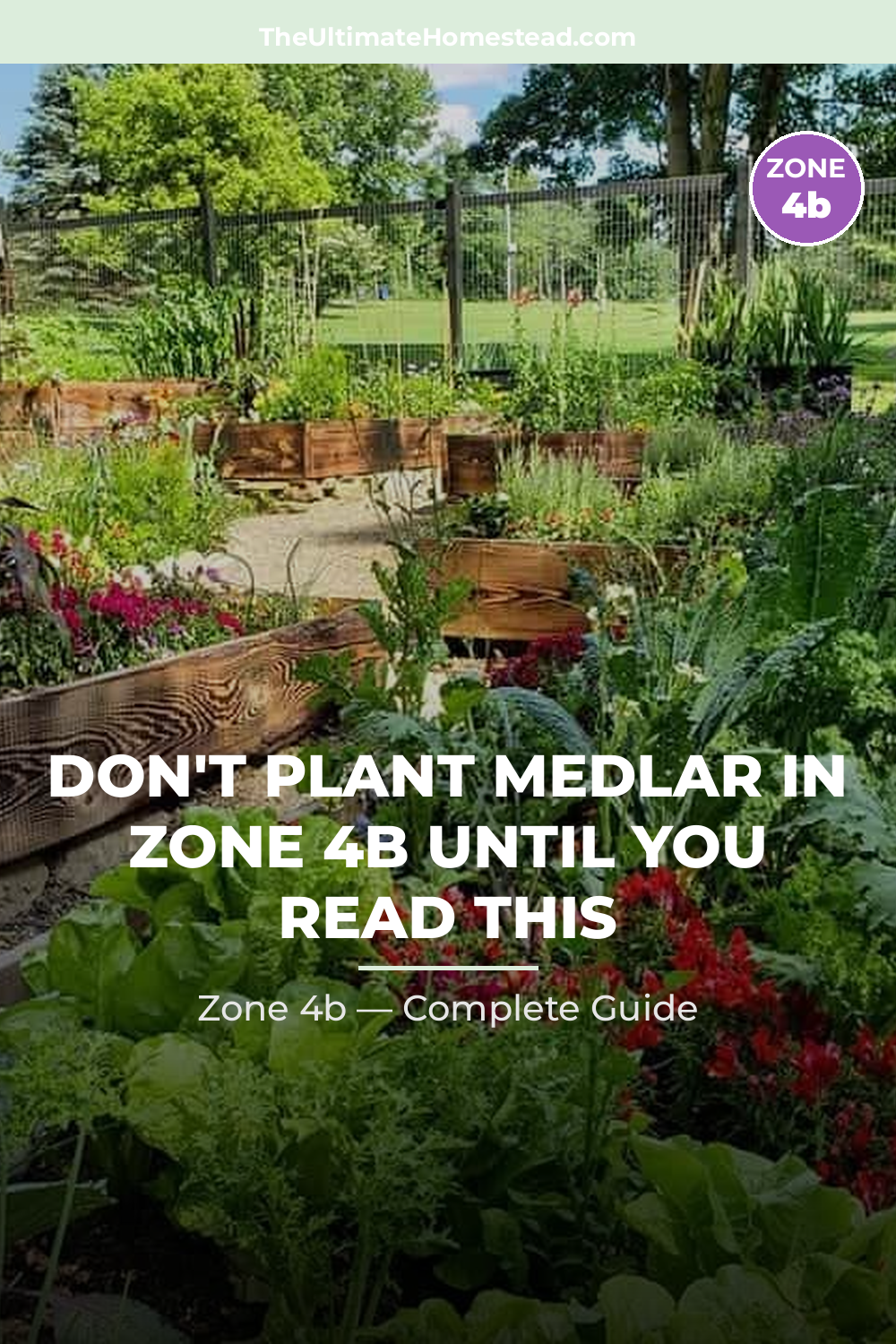 When to Plant Medlar in Zone 4b