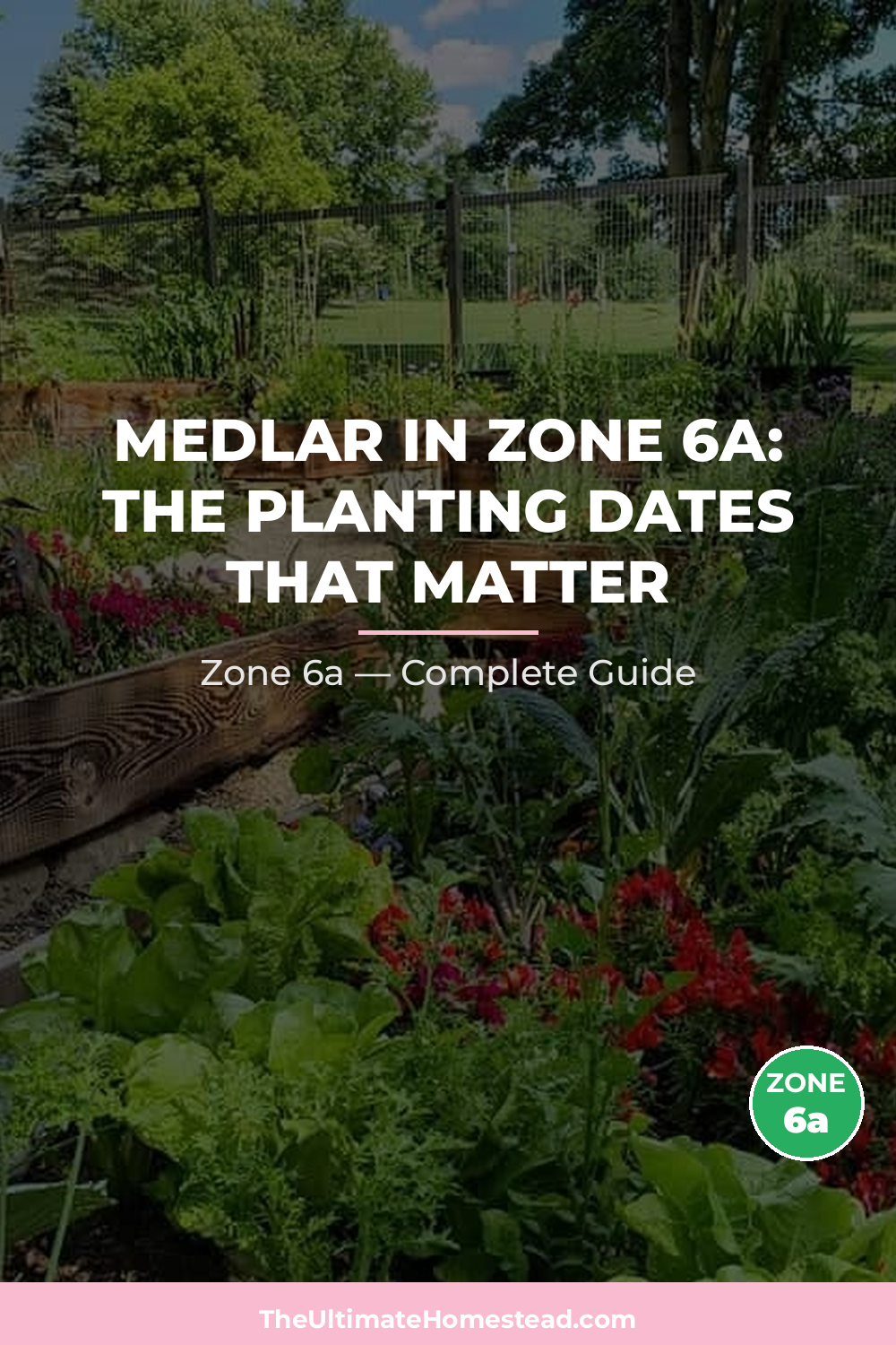 When to Plant Medlar in Zone 6a