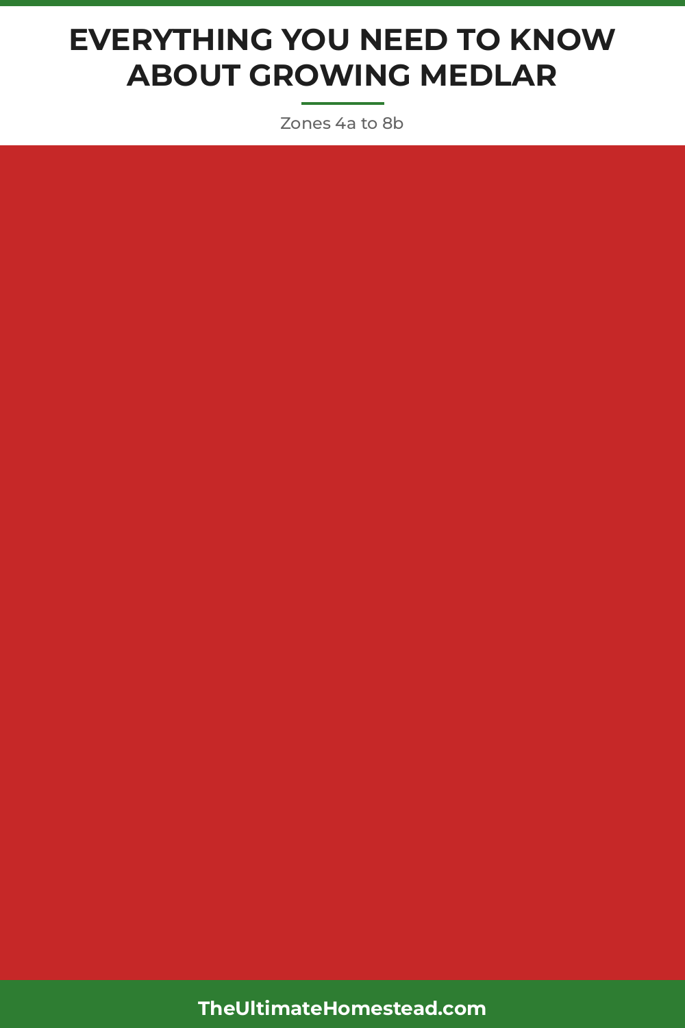 Medlar Planting Guide