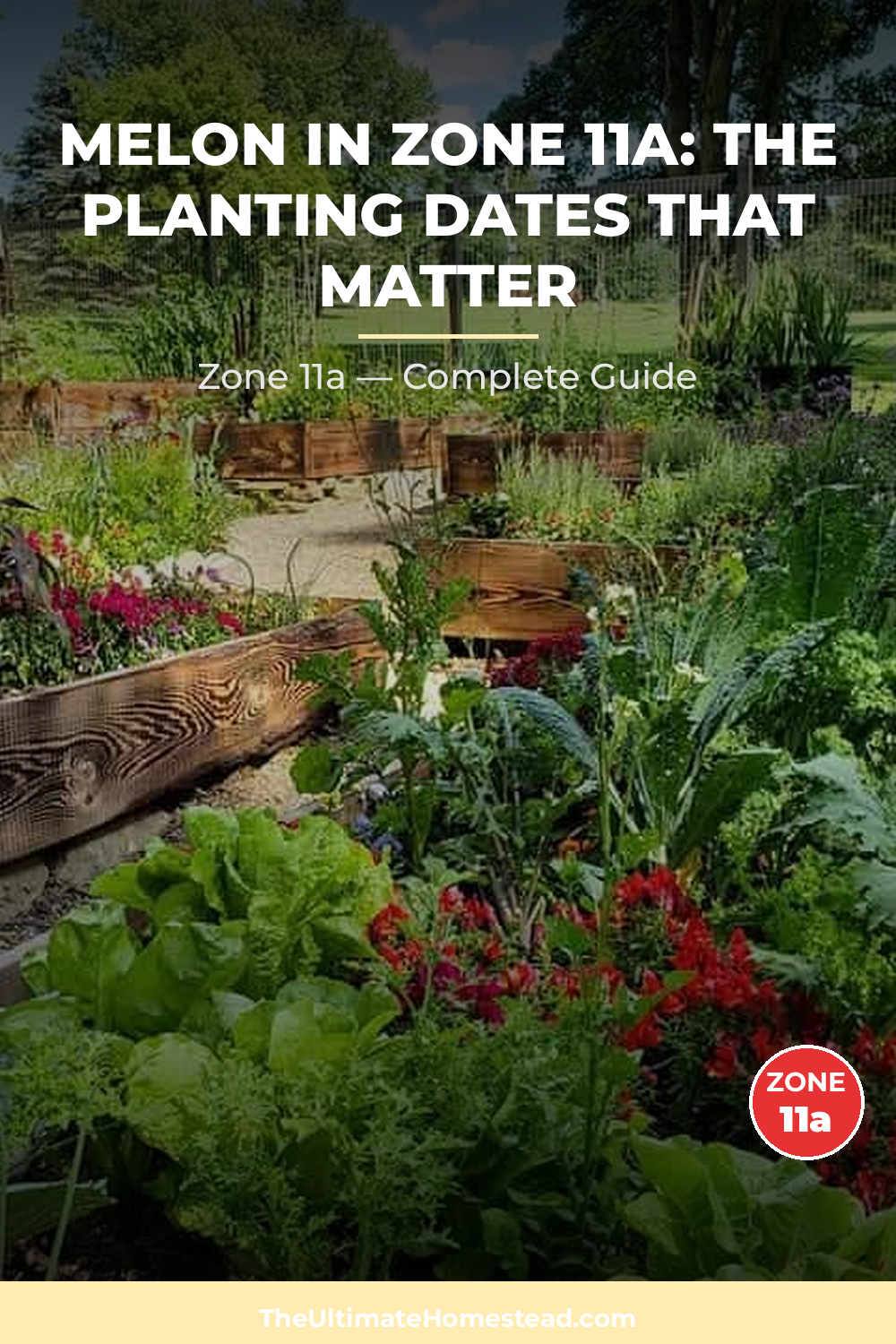 When to Plant Melon in Zone 11a