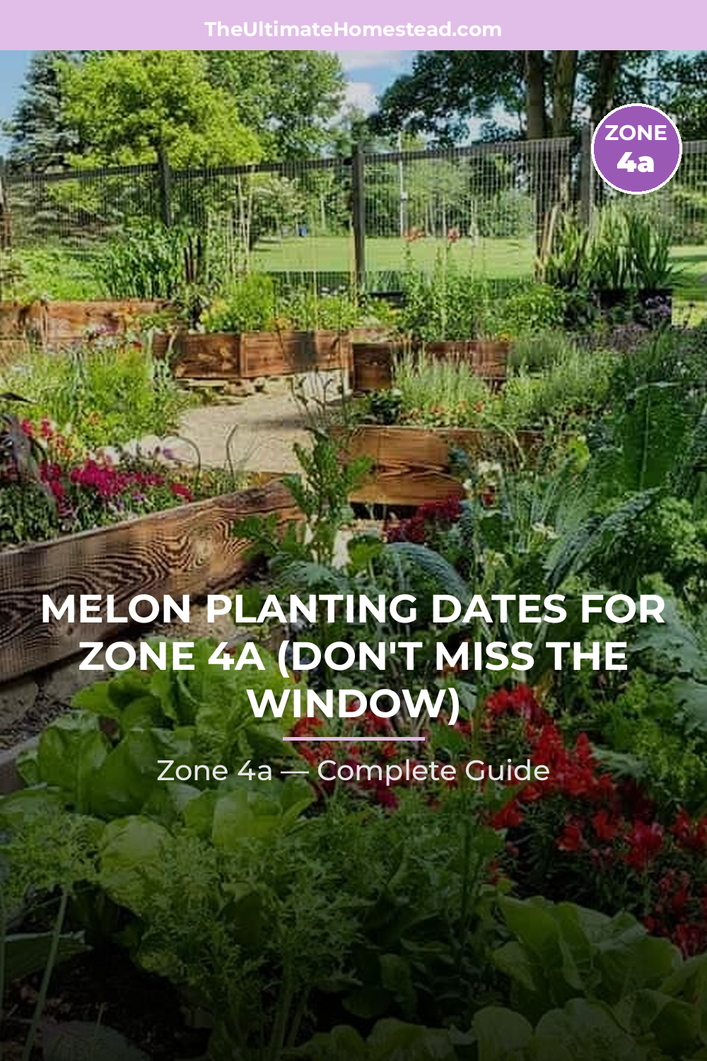 When to Plant Melon in Zone 4a