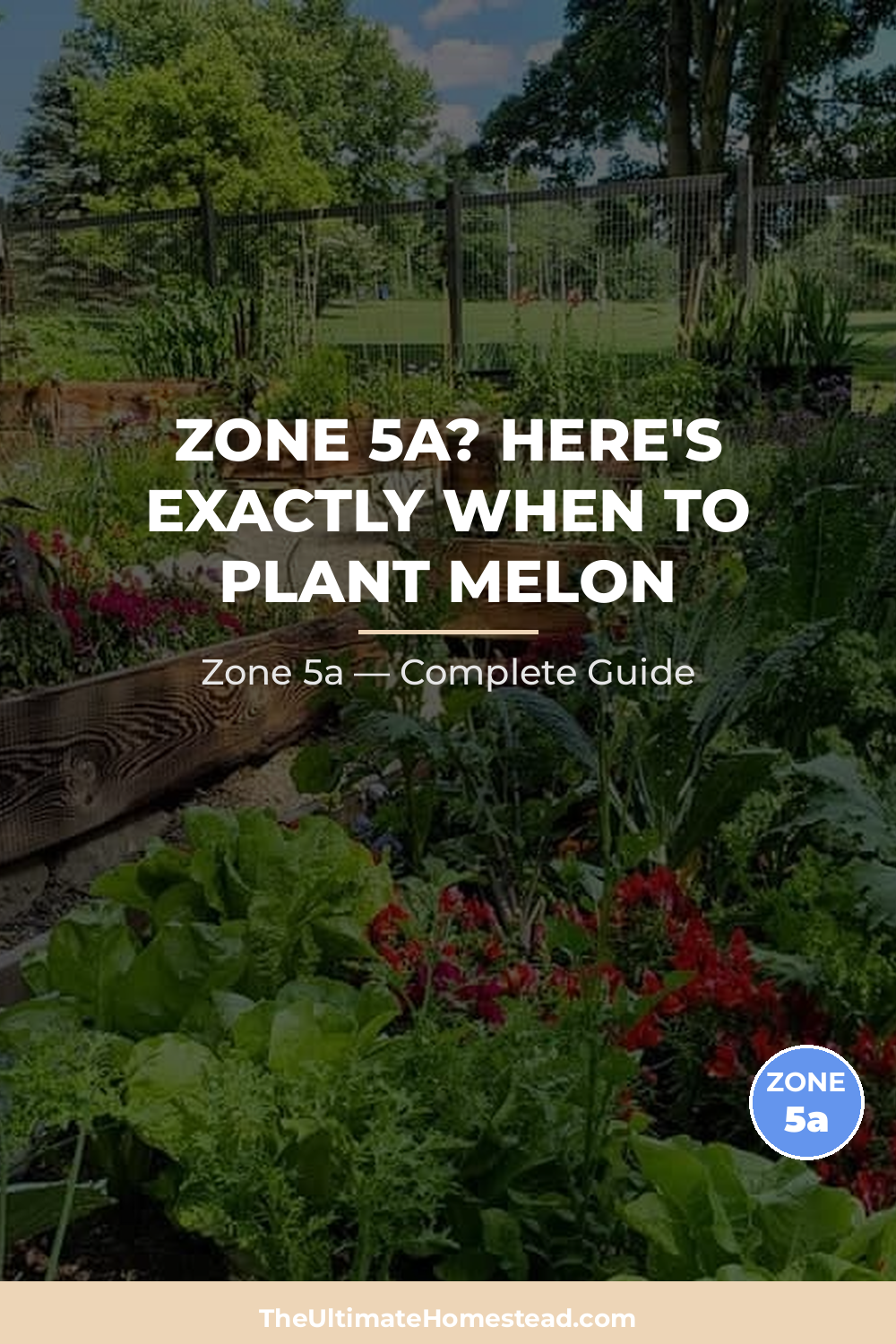When to Plant Melon in Zone 5a