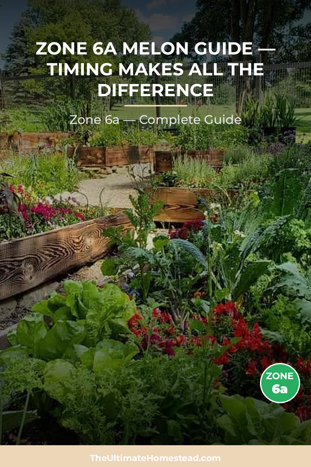 When to Plant Melon in Zone 6a