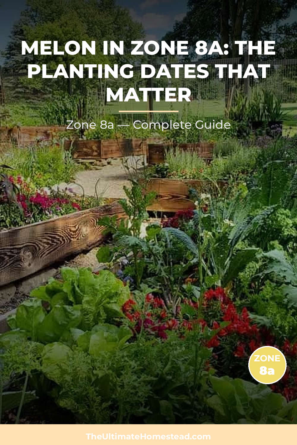 When to Plant Melon in Zone 8a
