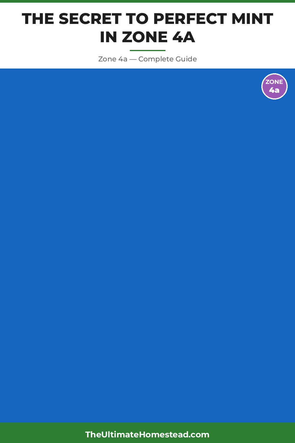 When to Plant Mint in Zone 4a