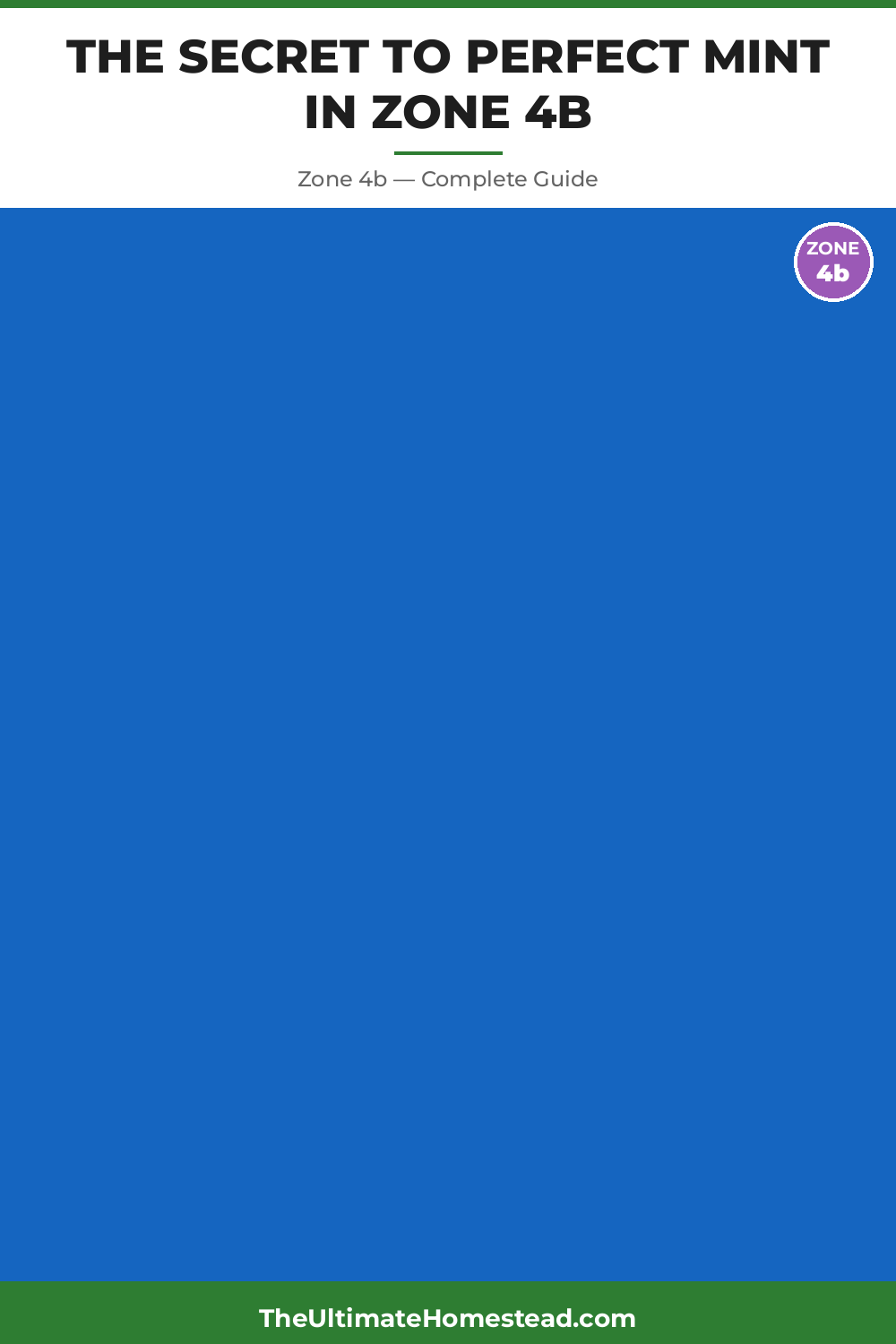 When to Plant Mint in Zone 4b