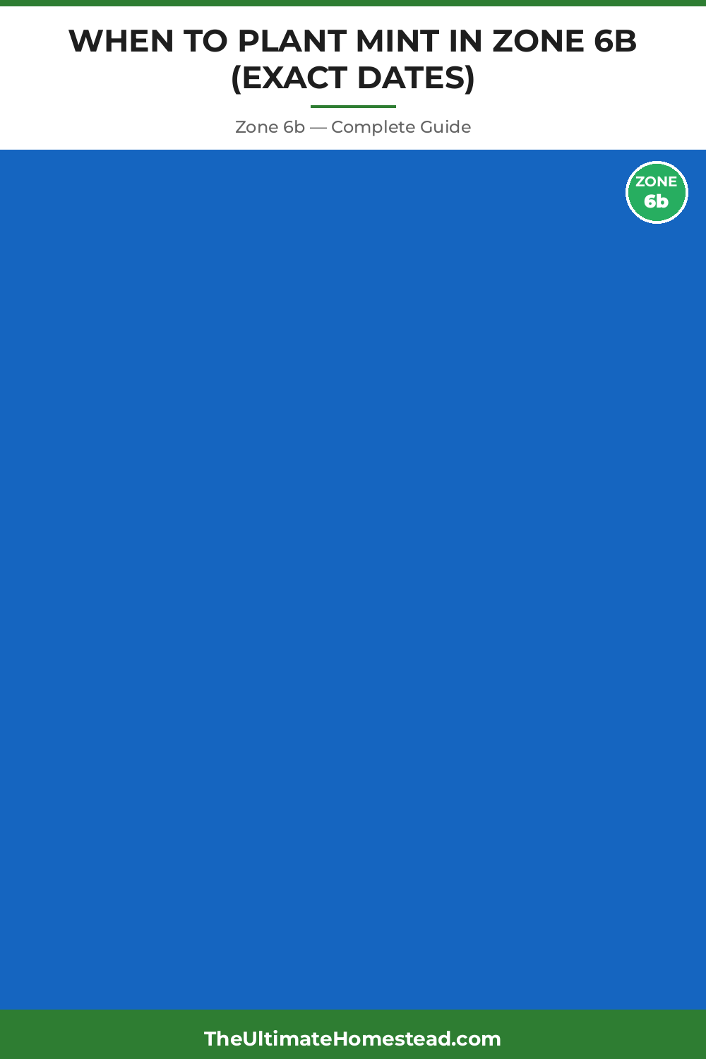 When to Plant Mint in Zone 6b