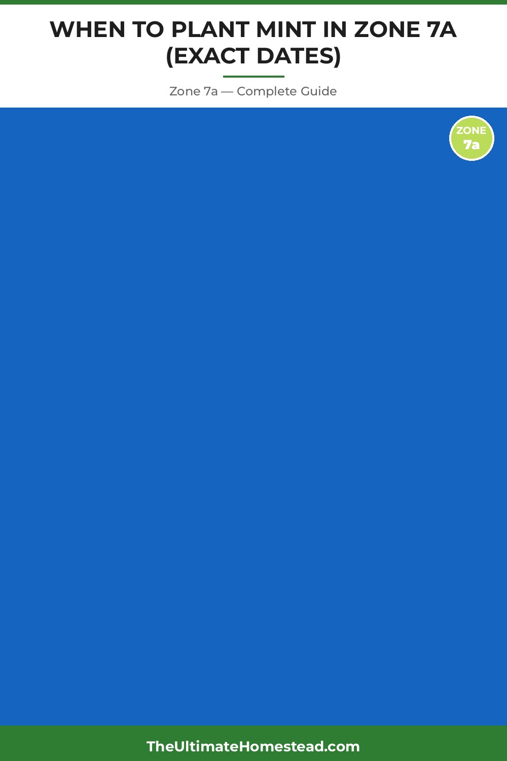 When to Plant Mint in Zone 7a