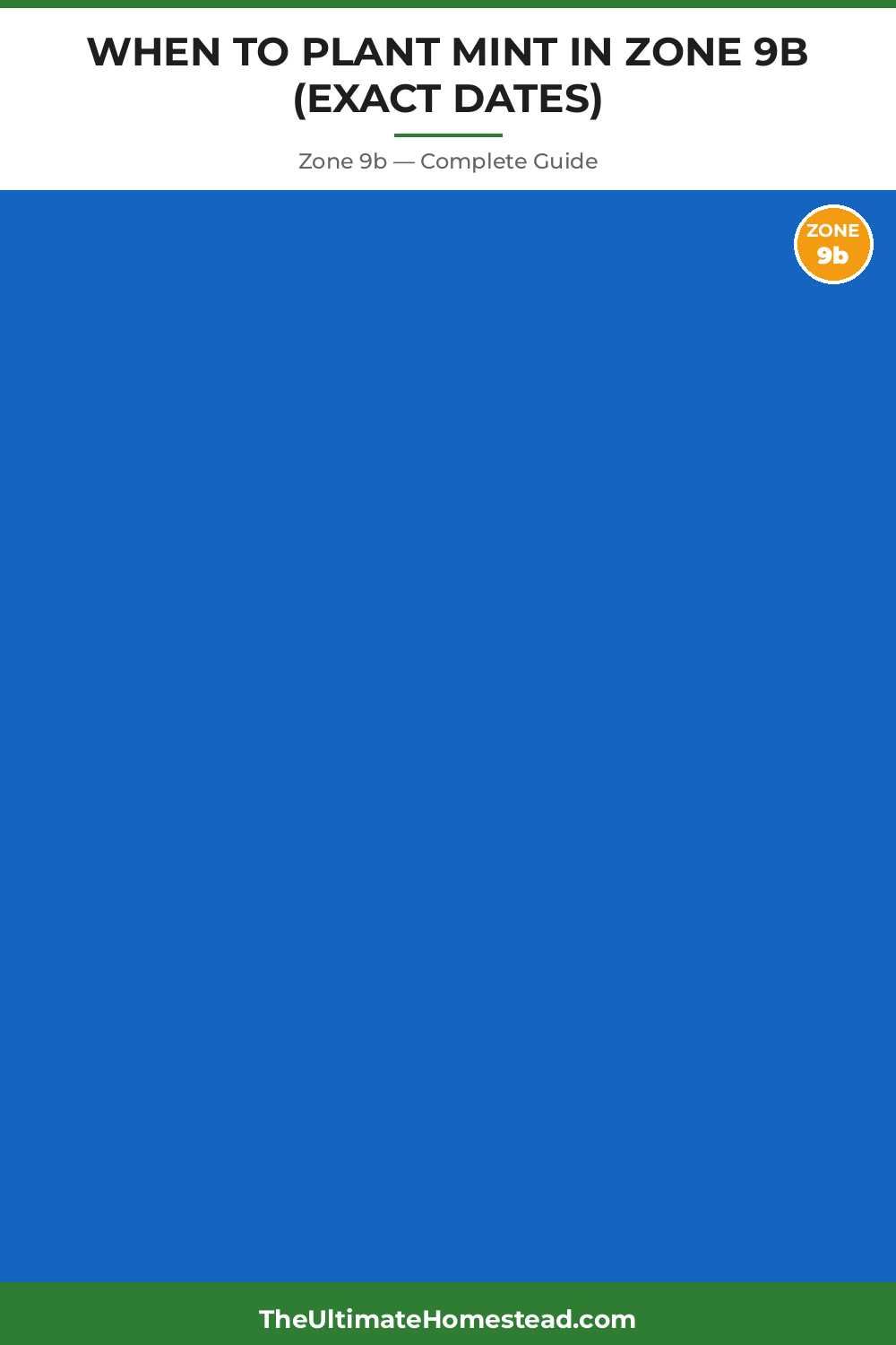 When to Plant Mint in Zone 9b