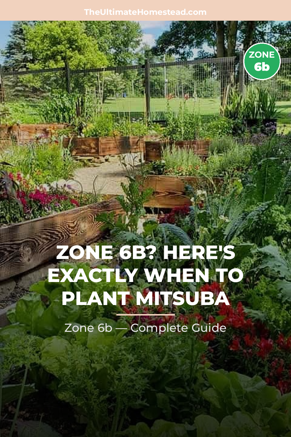 When to Plant Mitsuba in Zone 6b
