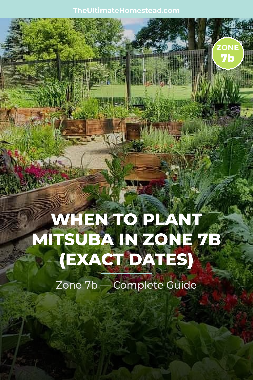 When to Plant Mitsuba in Zone 7b